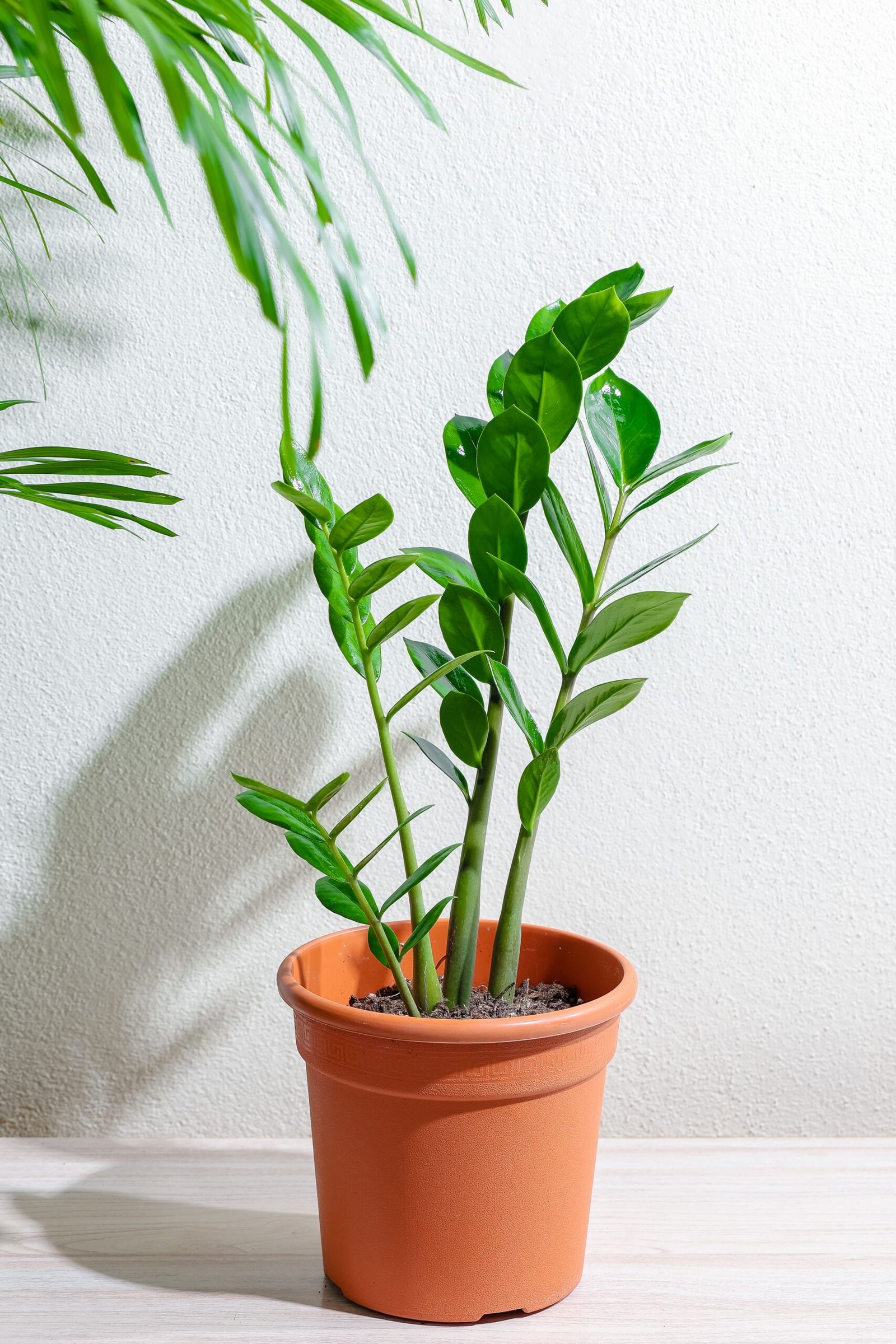 نبتة زاميا صغيره 16 سم