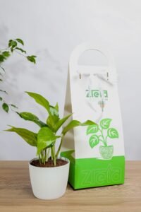 هديه هولدر نبتة بوتس جولدن