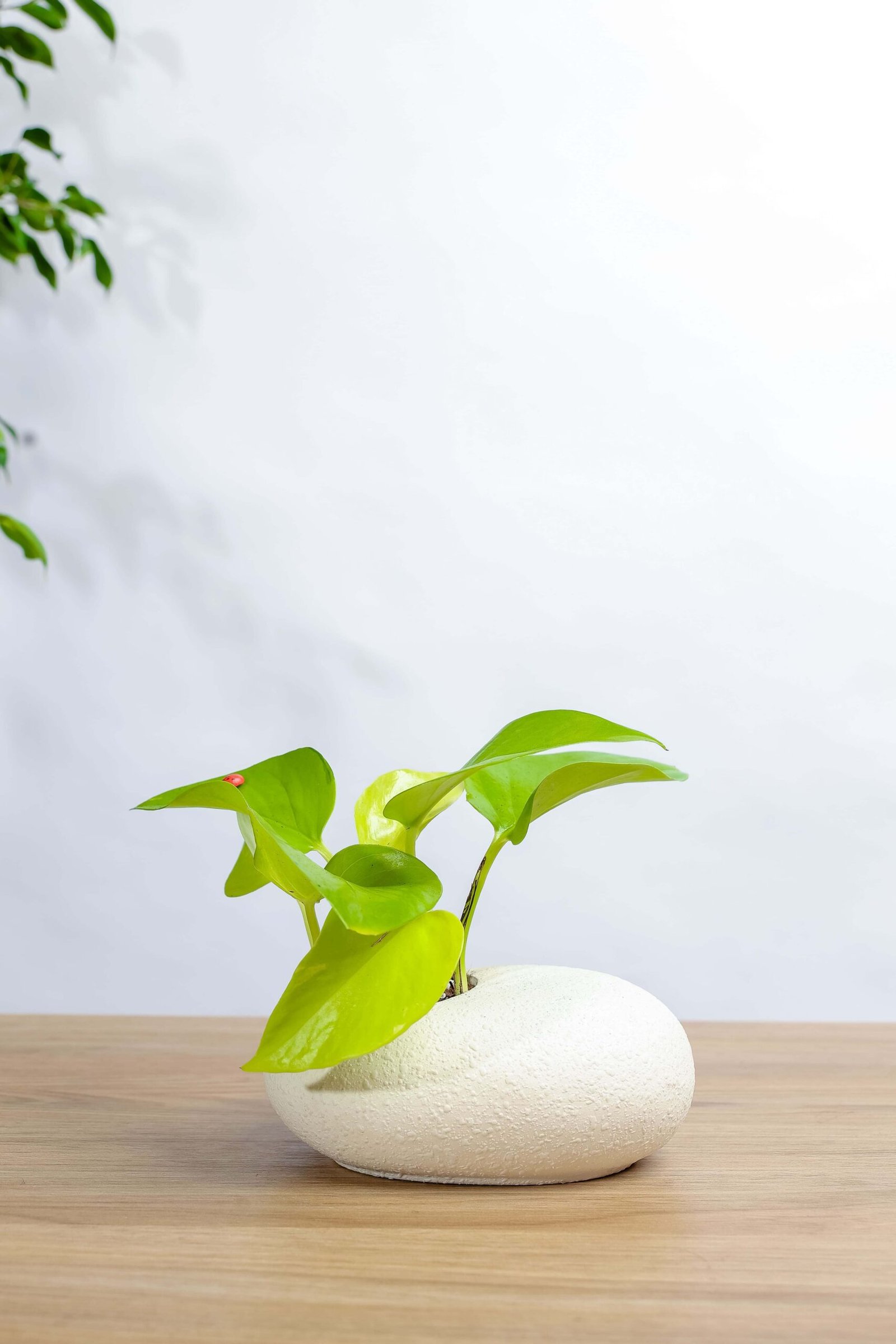 بوتس نيون في حوض رخام ابيض