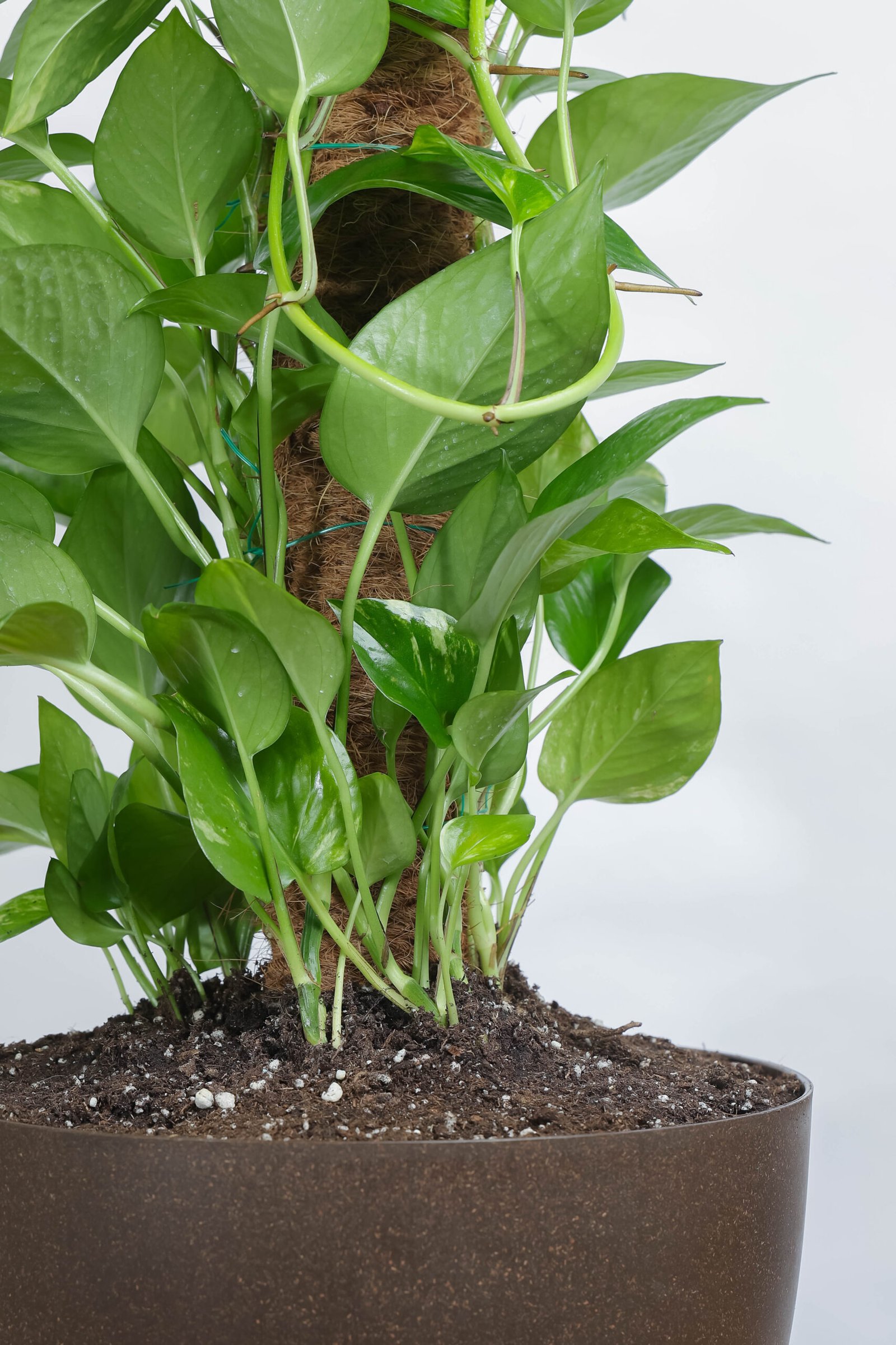 نبتة جولدن بوتس متسلقه في اصيص بني بقاعده خشبيه - الصورة 2