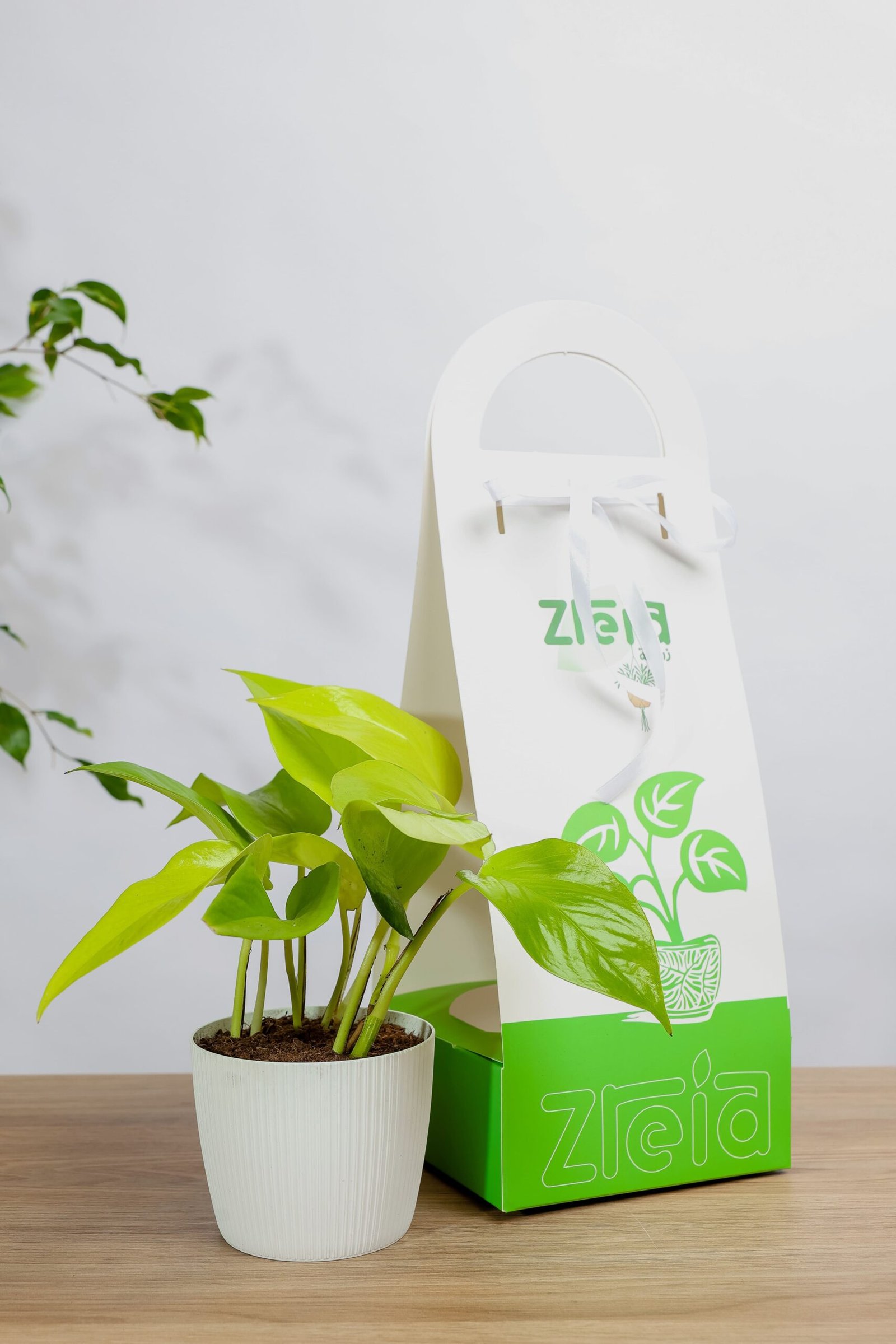 هديه هولدر نبتة بوتس نيون