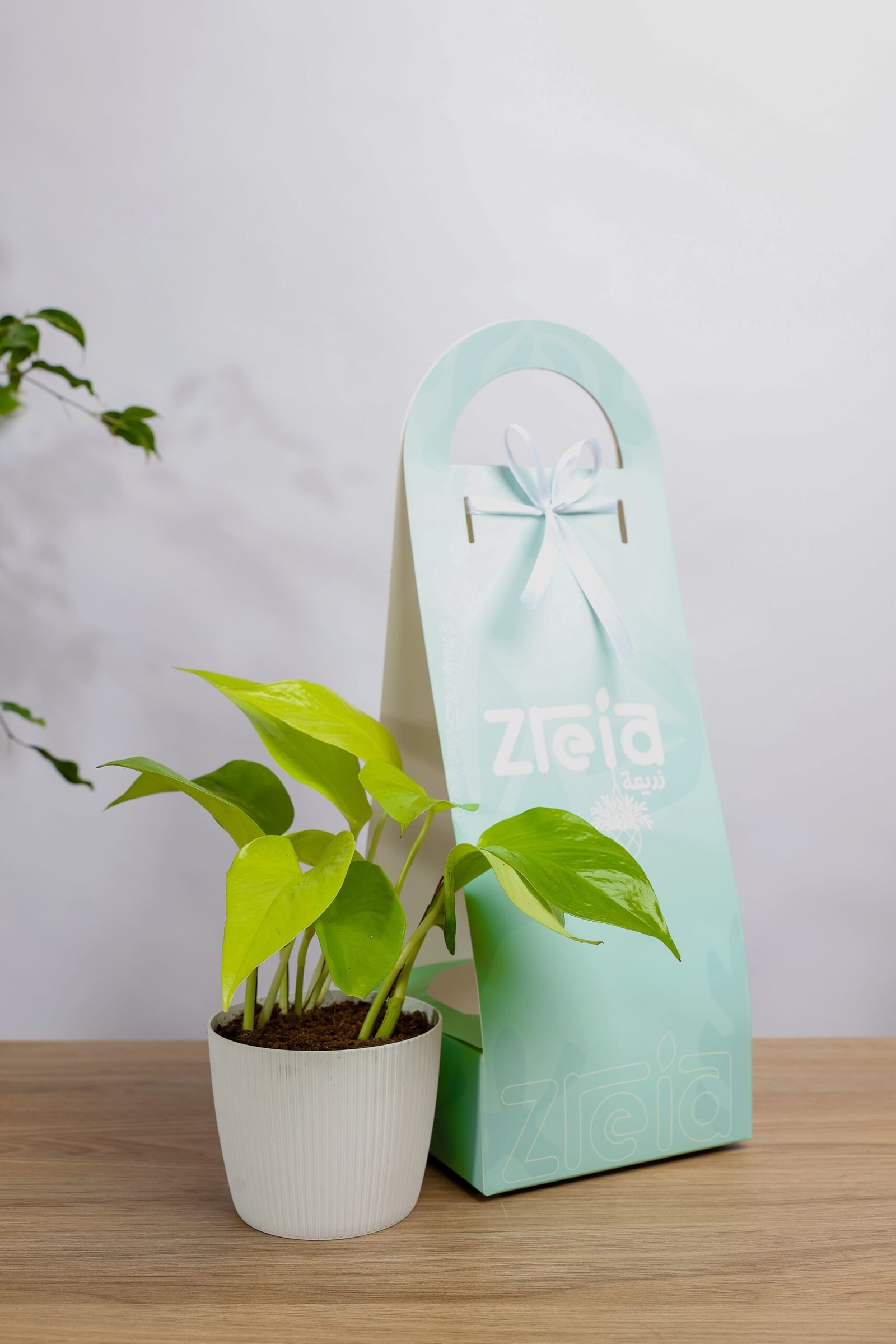 هديه هولدر نبتة بوتس سماوي