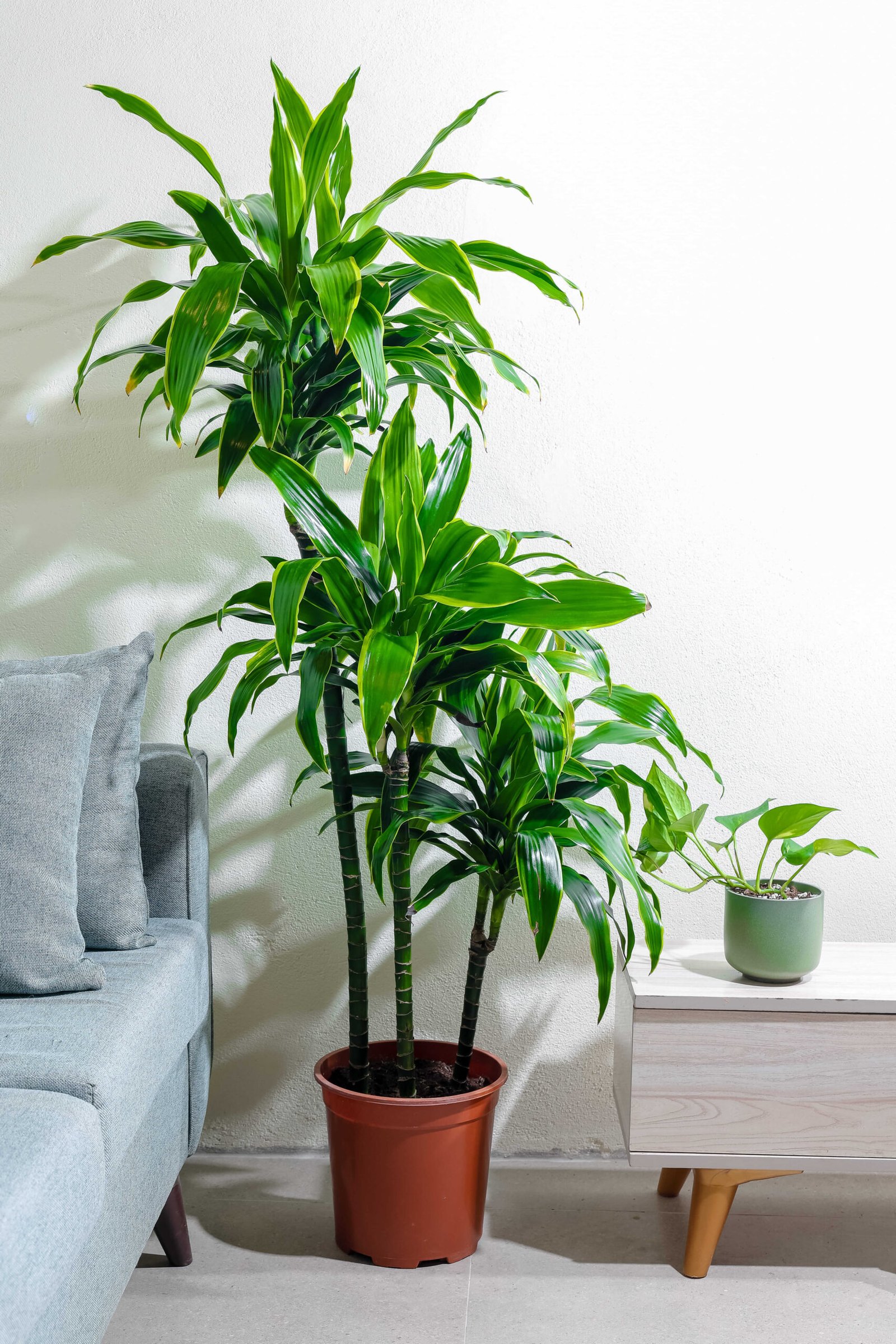 نبتة دراسينا دورادو 3 عود