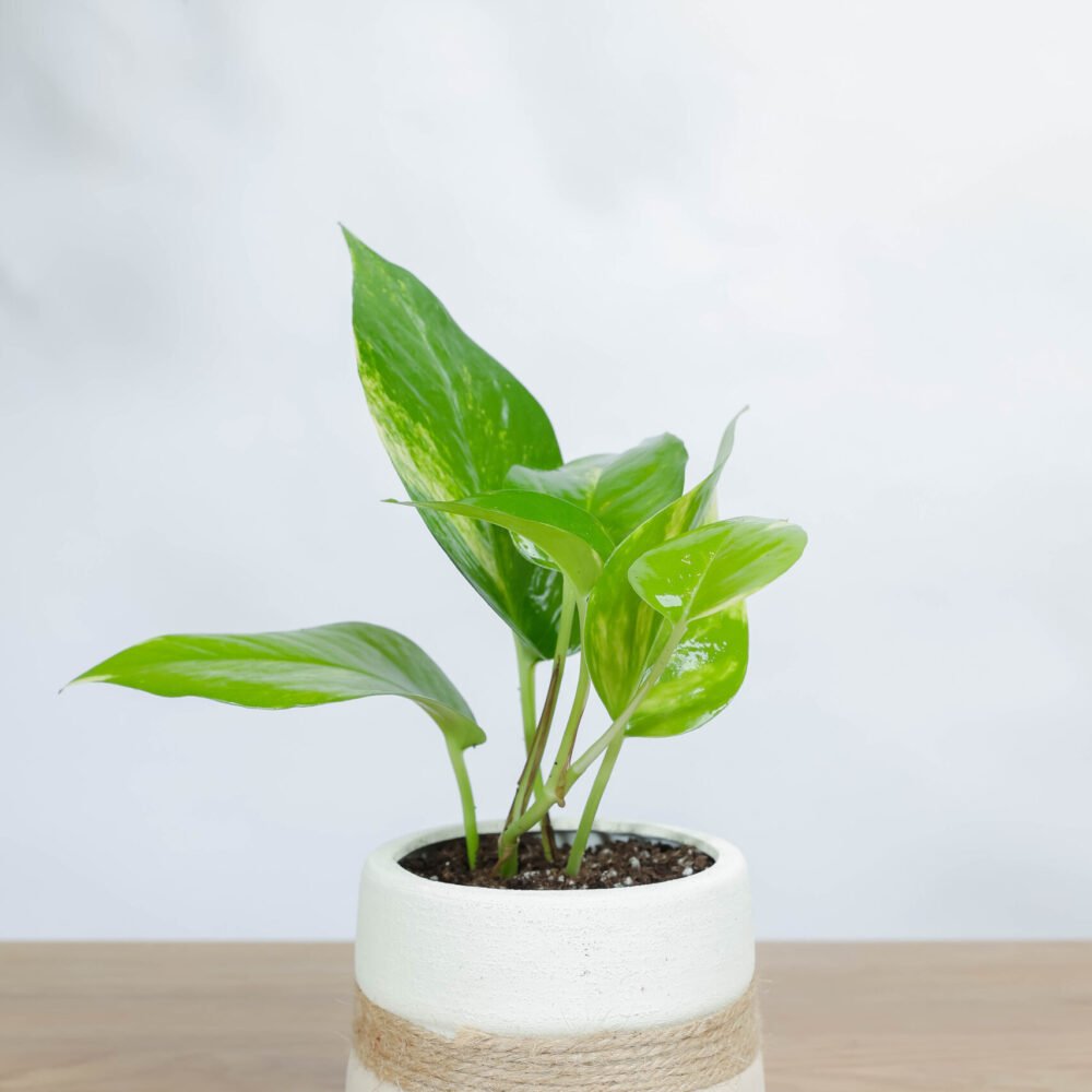 Shop Primary Image Shop Primary Image