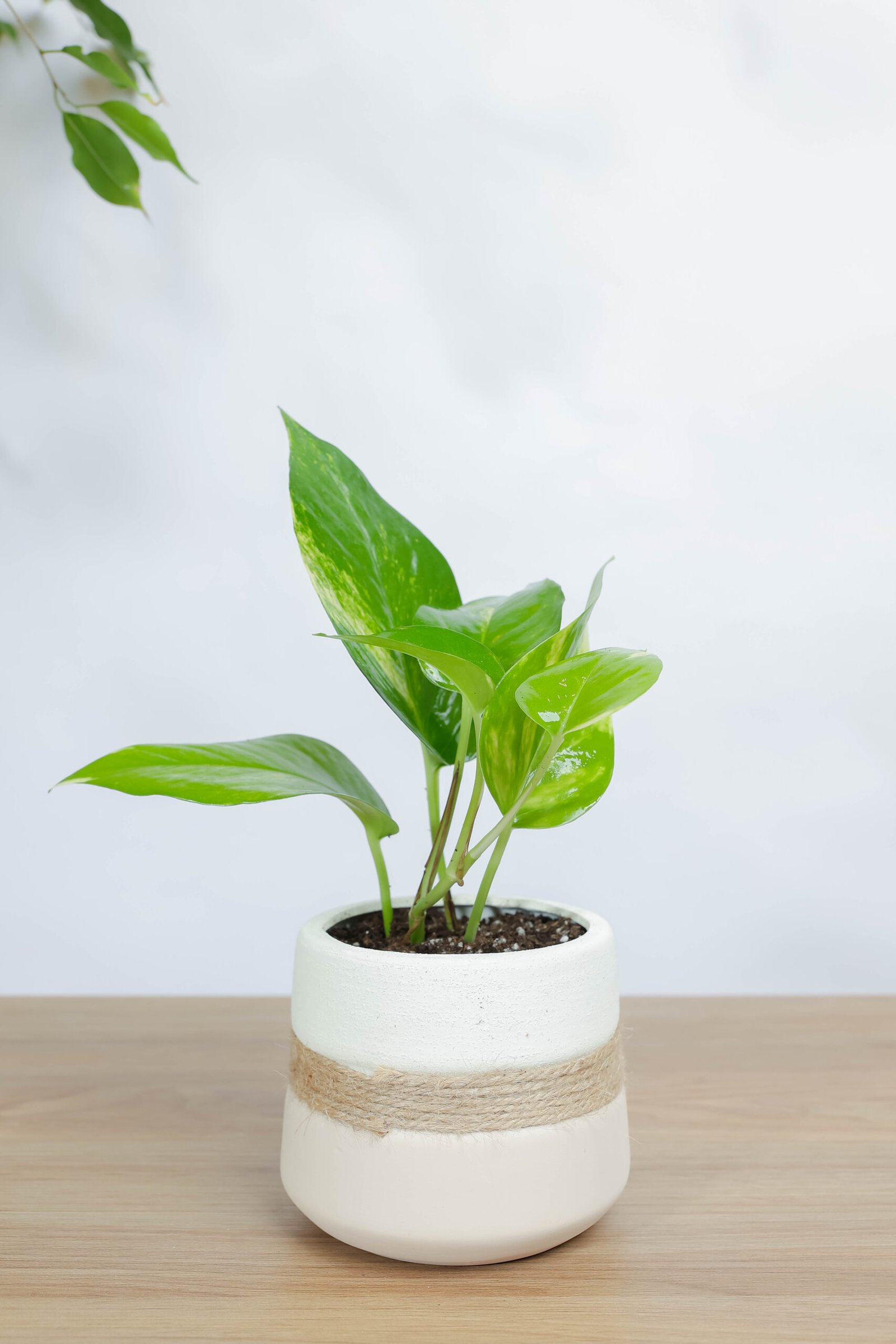 نبتة جولدن بوتس في اصيص فخار ورباط خيش