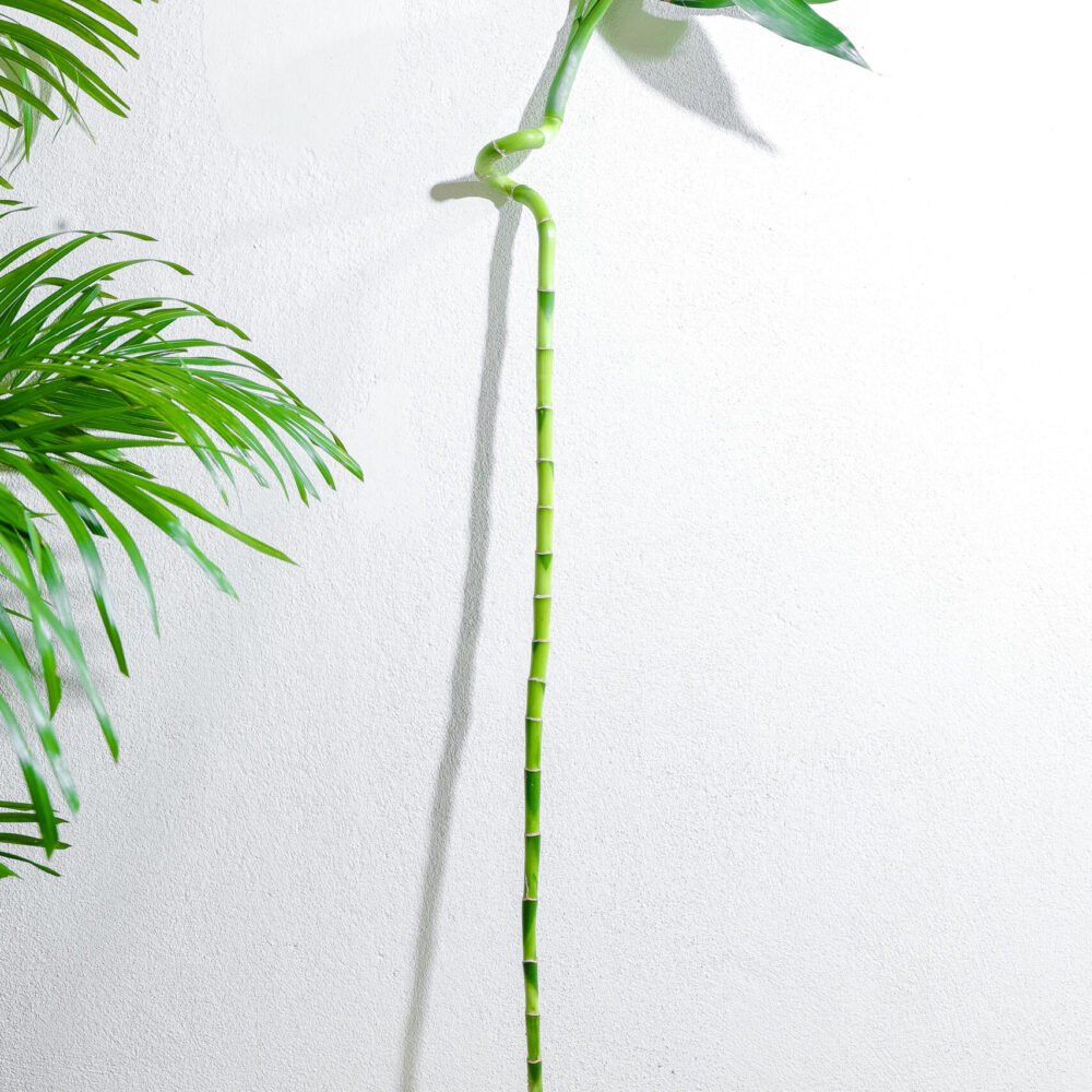 Shop Primary Image Shop Primary Image