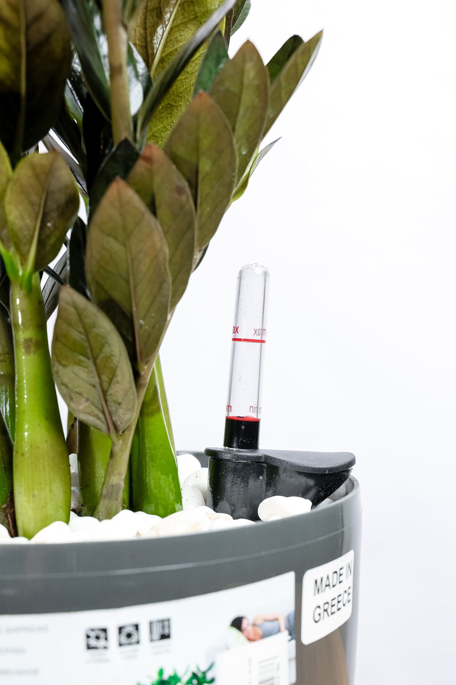 نبتة الزاميا السوداء في حوض ري ذاتي رصاصي - الصورة 2