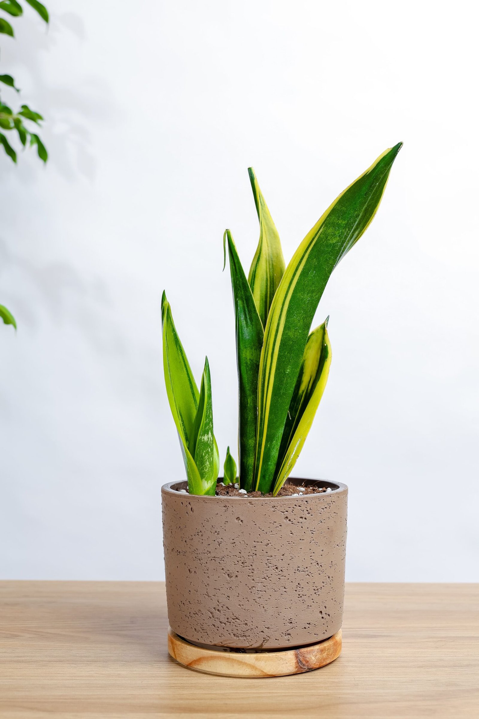 جلد النمر في حوض سيراميك رمادي غامق بقاعده خشبيه