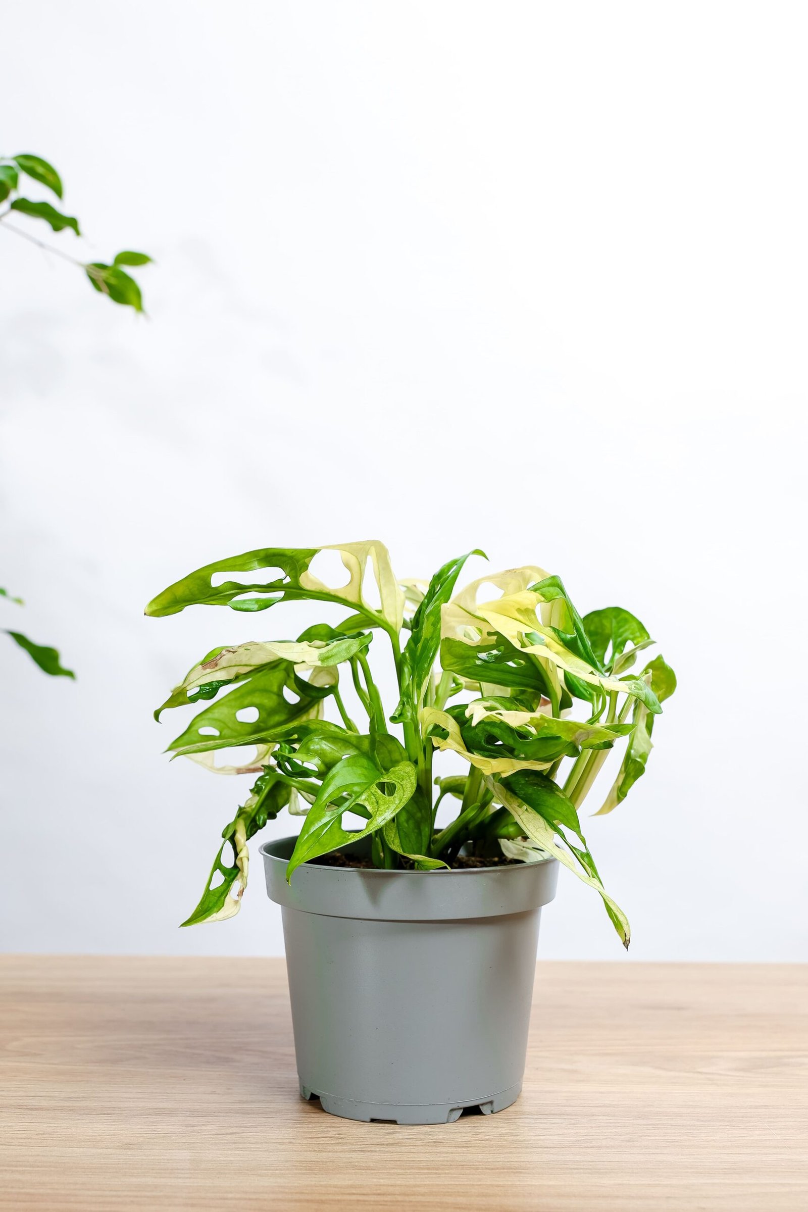 نبتة مونستيرا مونكي ادنسوني مبرقشه