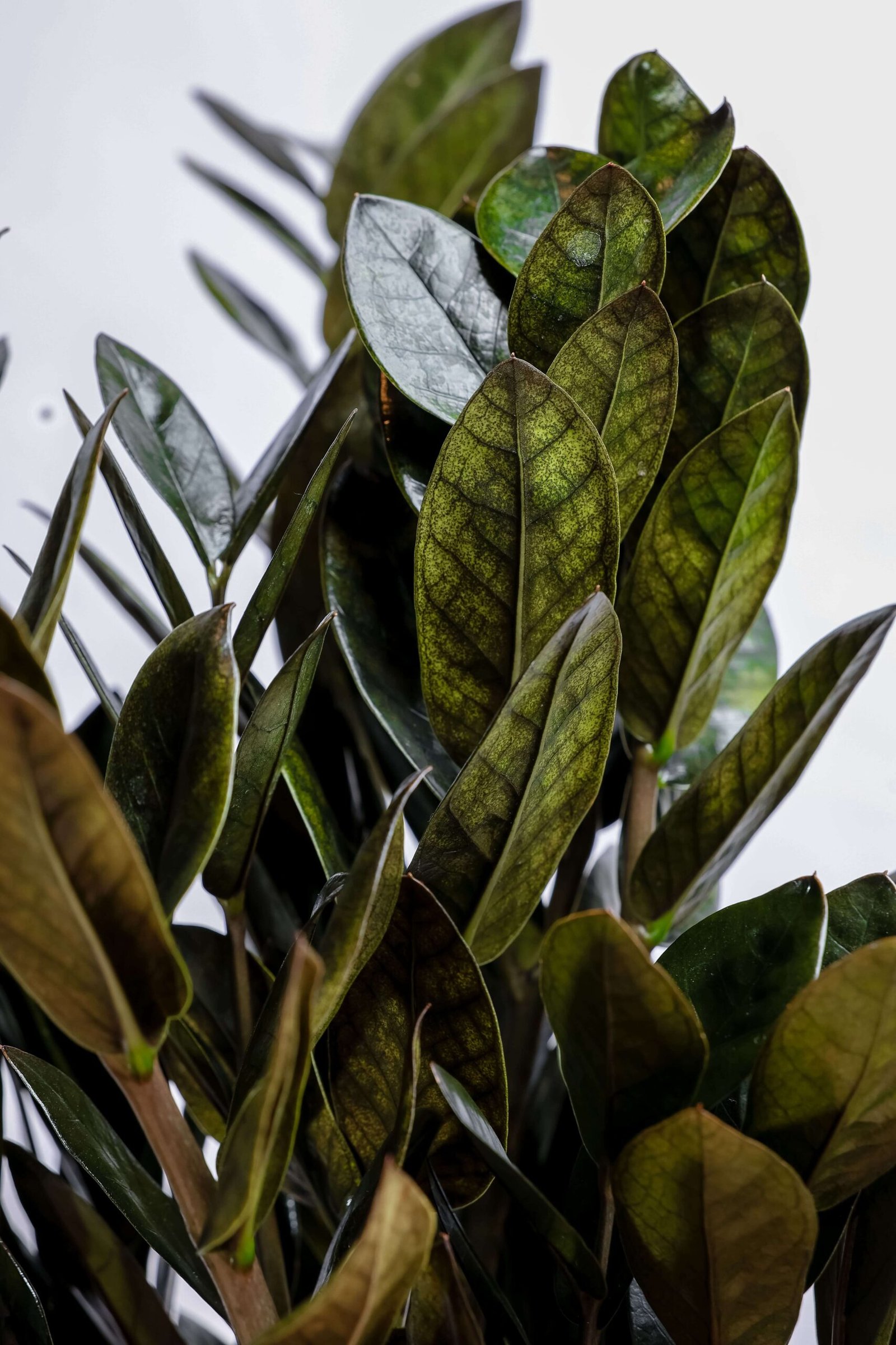 نبتة الزاميا السوداء في مركن بلاستيك اصفر - الصورة 2