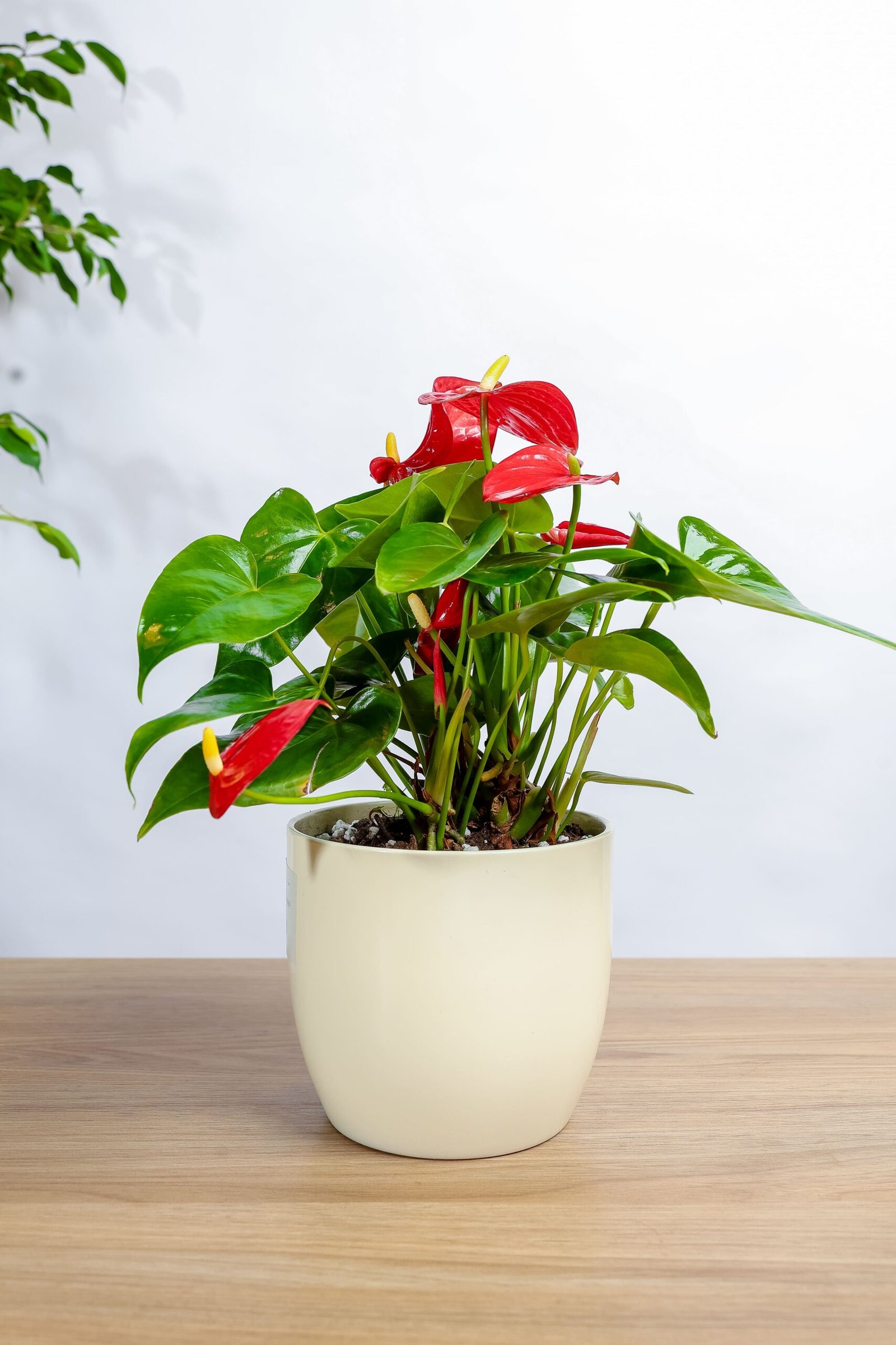 نبتة انتوريوم احمر في اصيص سيراميك بيج فاتح