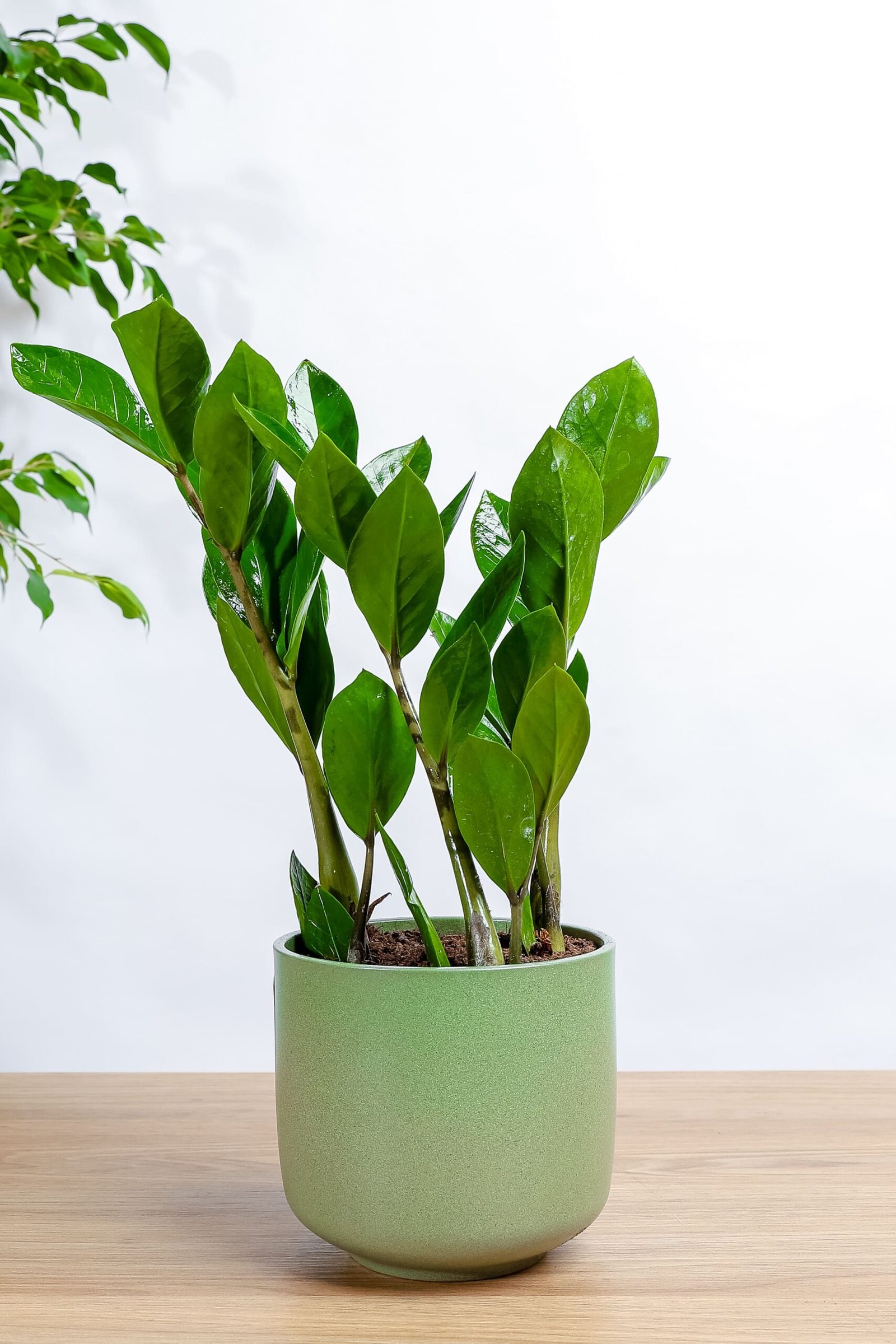 نبتة الزاميا الخضراء في حوض سيراميك اخضر