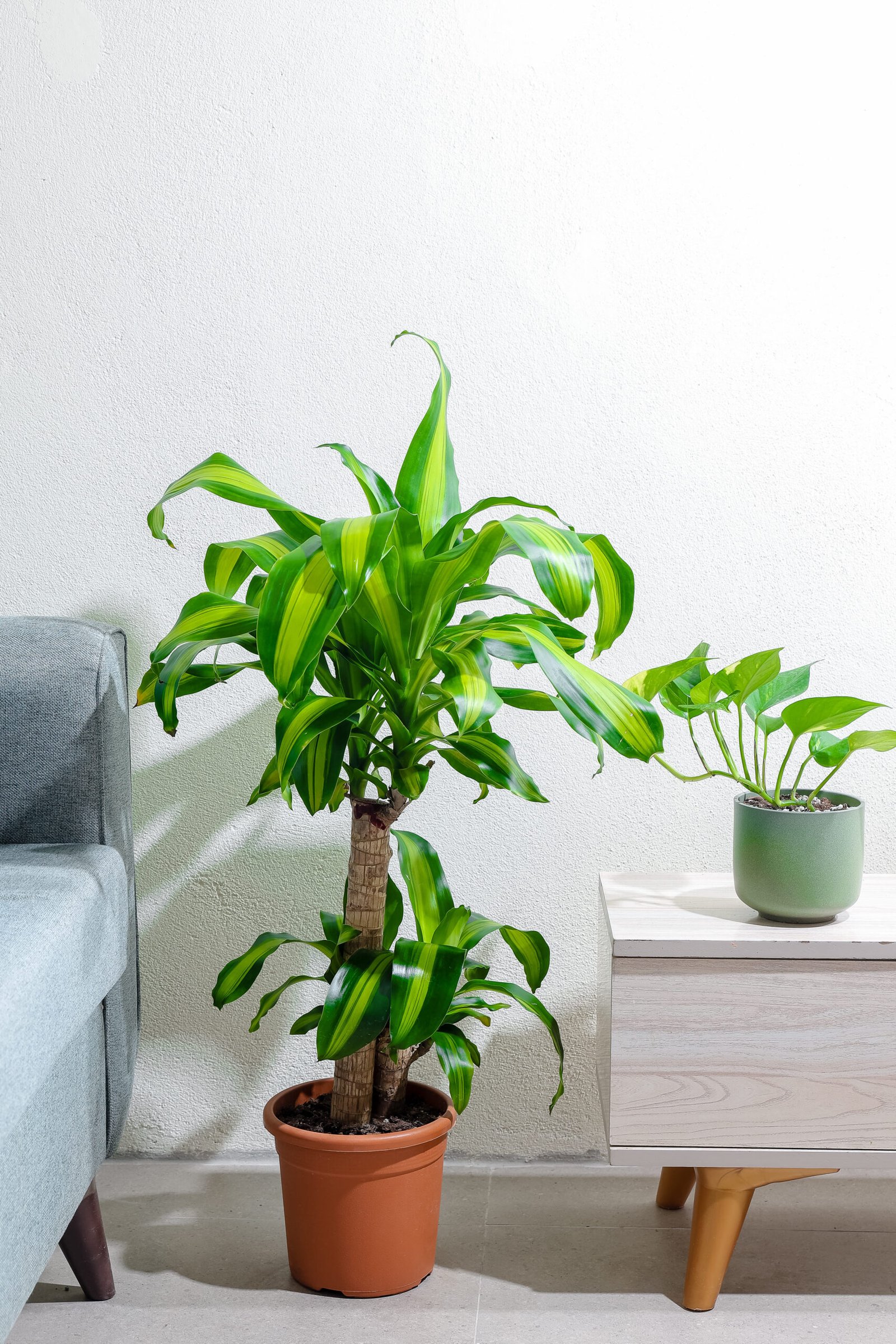 نبتة دراسينيا ماسنجانا 18 سم