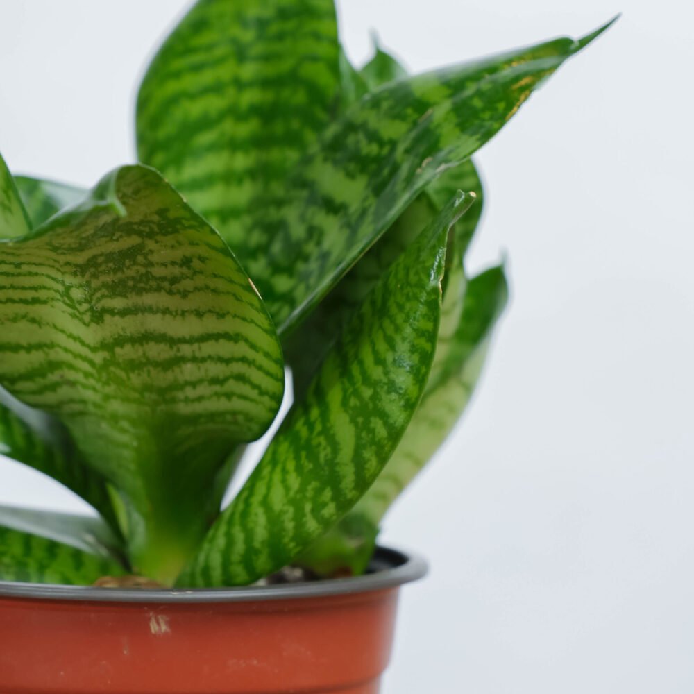 Shop Secondary Image Shop Secondary Image