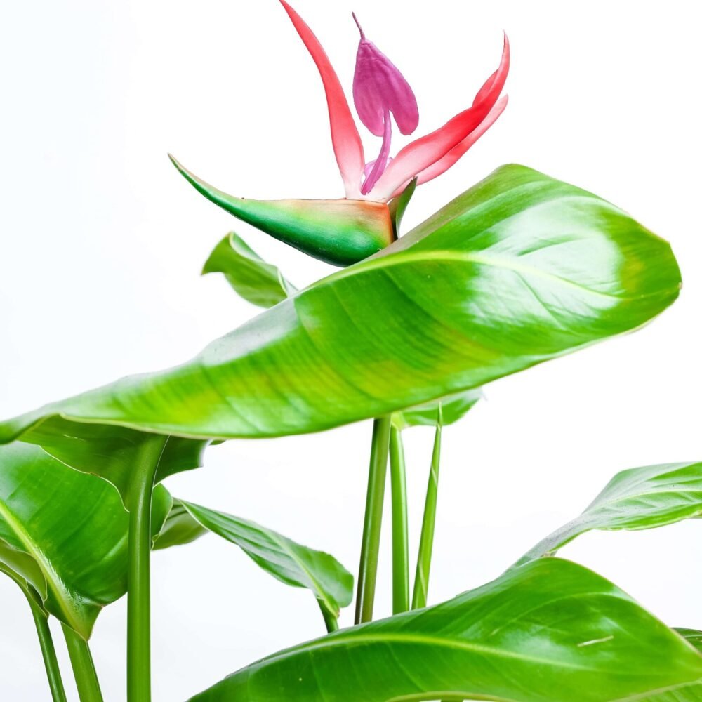 Shop Secondary Image