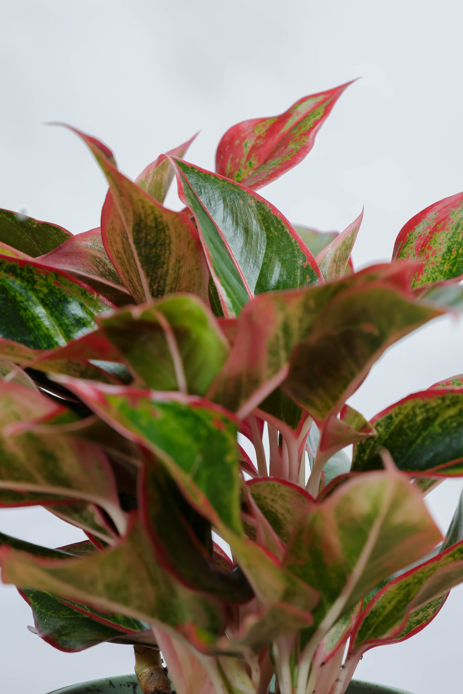 نبتة اجلونيما احمر مبرقشه في اصيص سيراميك اخضر فاتح - الصورة 2