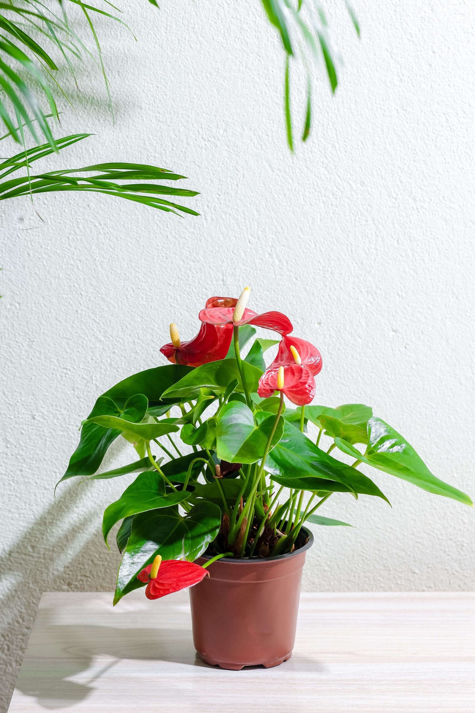 نبتة انتريوم احمر