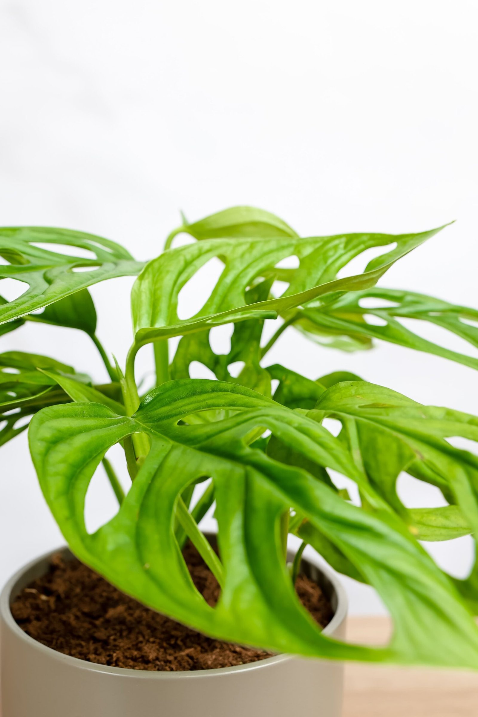 نبتة مونستيرا مونكي ادنسوني في حوض سيراميك رصاصي - الصورة 2