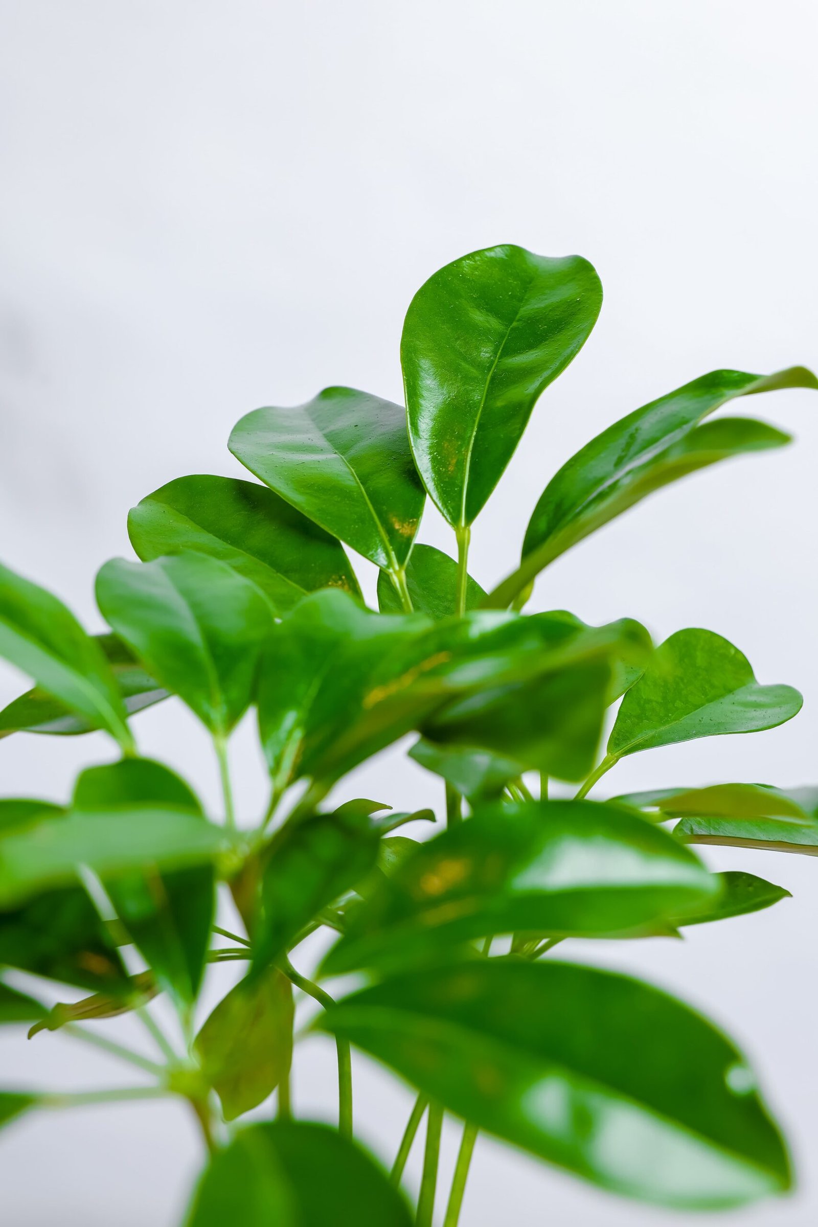 نبتة شفليرا في حوض رخام برتقالي - الصورة 2