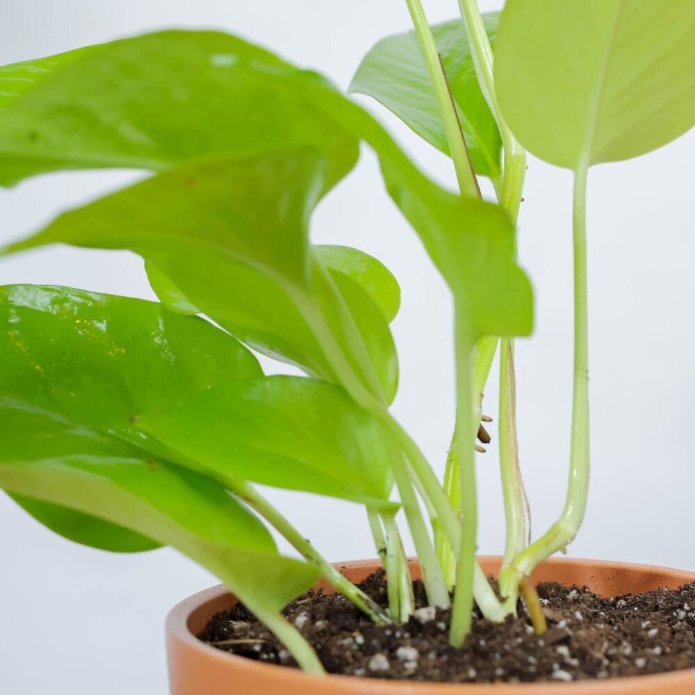 Shop Secondary Image Shop Secondary Image