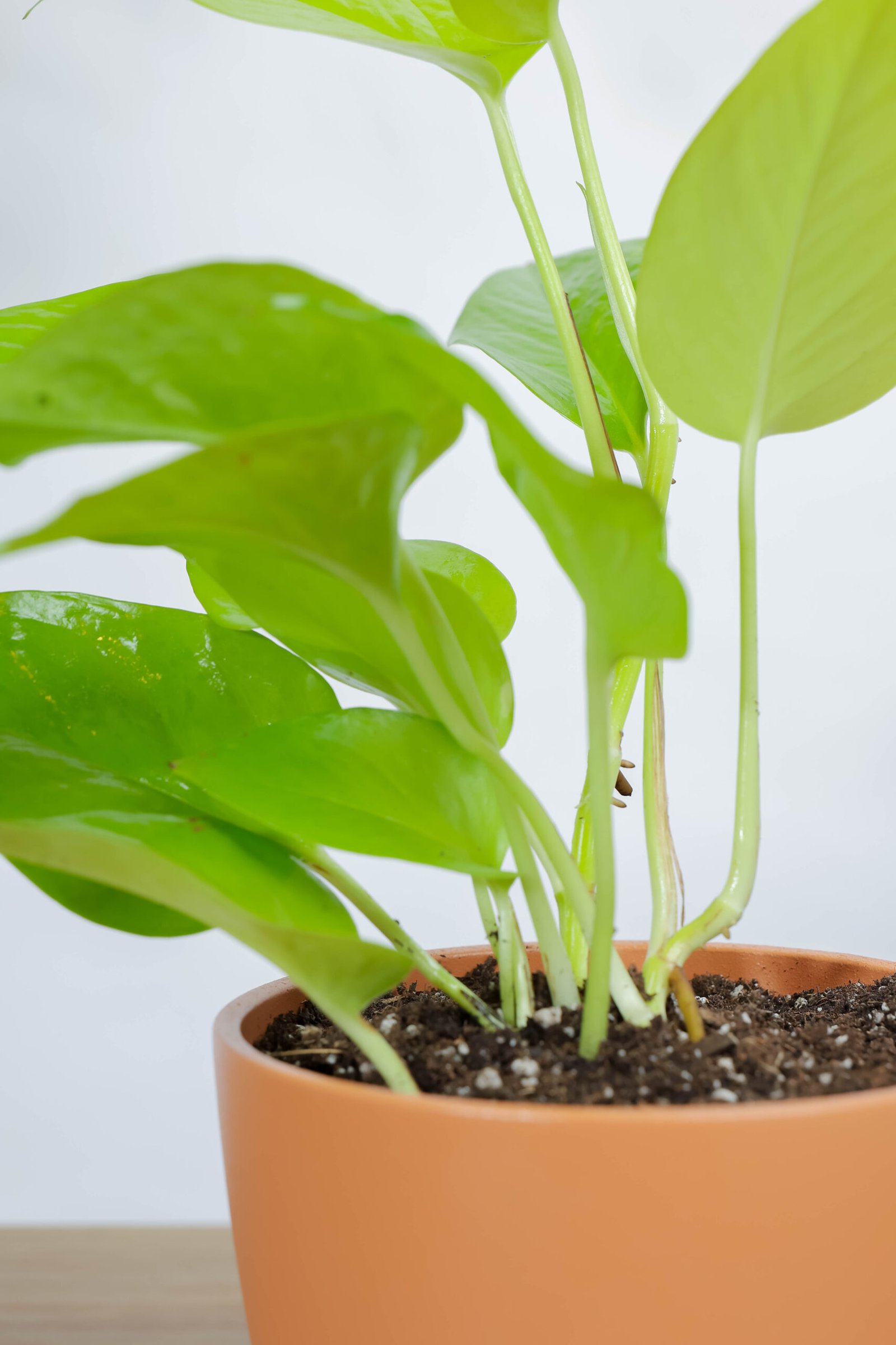 نبتة بوتس نيون في اصيص سيراميك برتقالي - الصورة 2