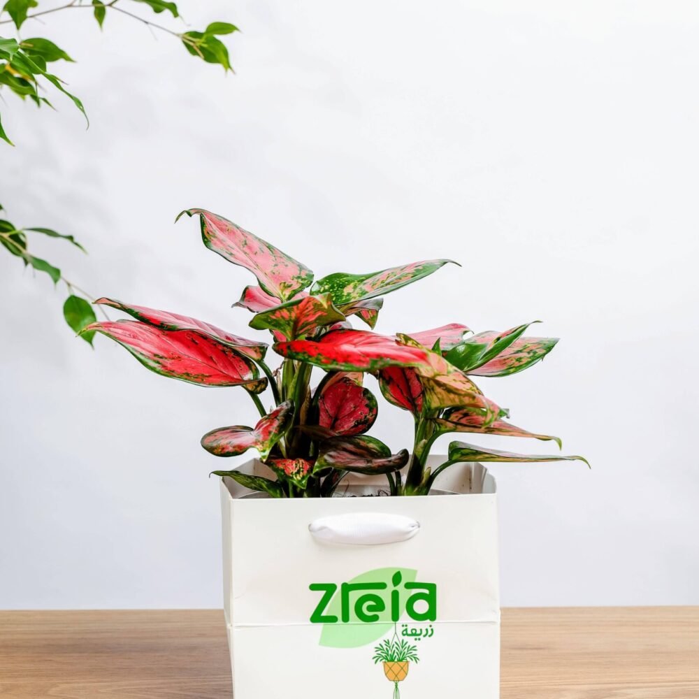 Shop Secondary Image