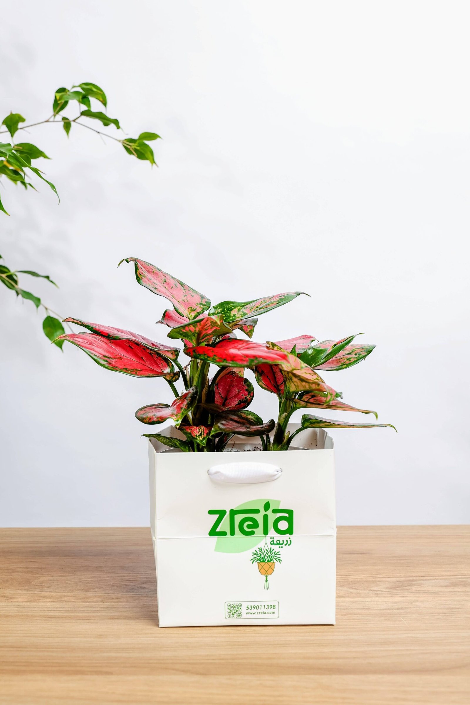 هدية نبتة اجلونيما وردي - الصورة 2