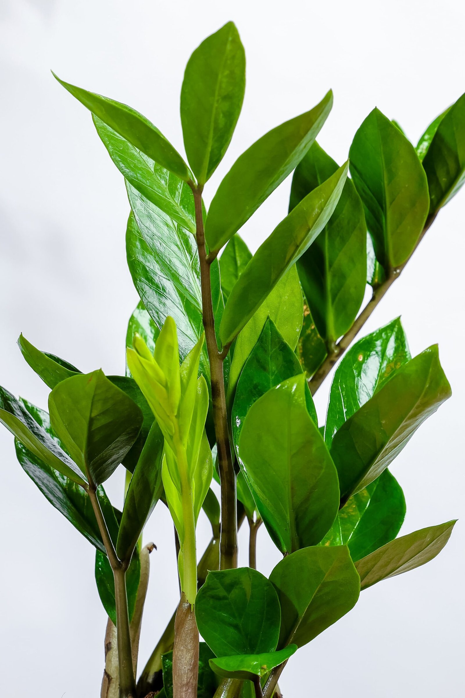 نبتة الزاميا الخضراء في مركن بلاستيك رمادي - الصورة 2