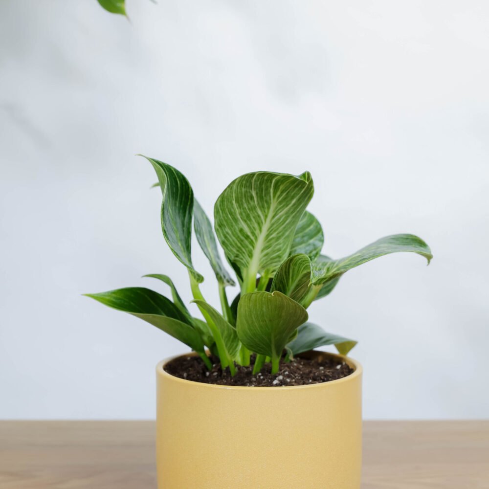 Shop Primary Image Shop Primary Image