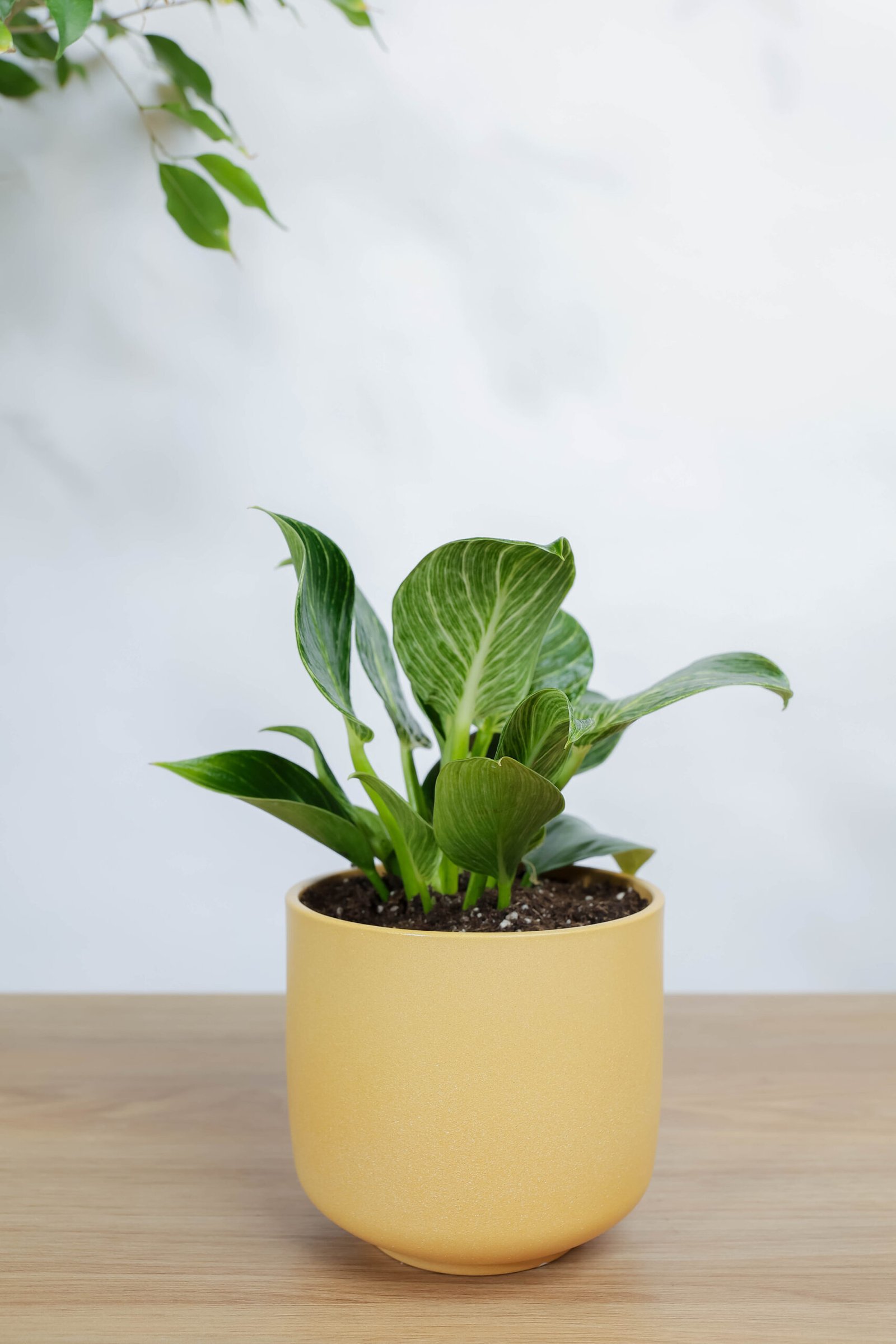 نبات فيلودندرون: هدية وتوزيعات المكاتب في الرياض