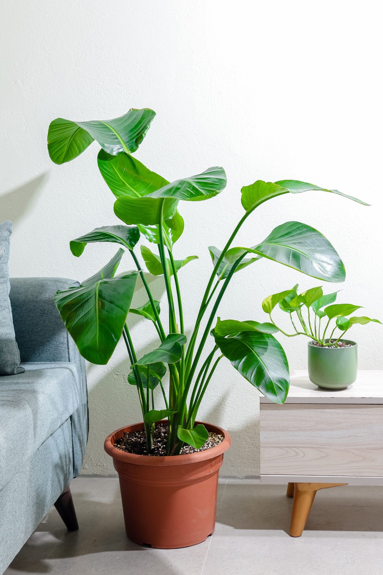 نبتة عصفور الجنه كبيره