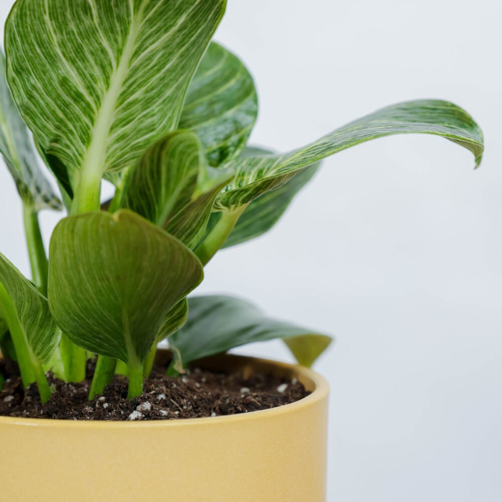 Shop Secondary Image Shop Secondary Image