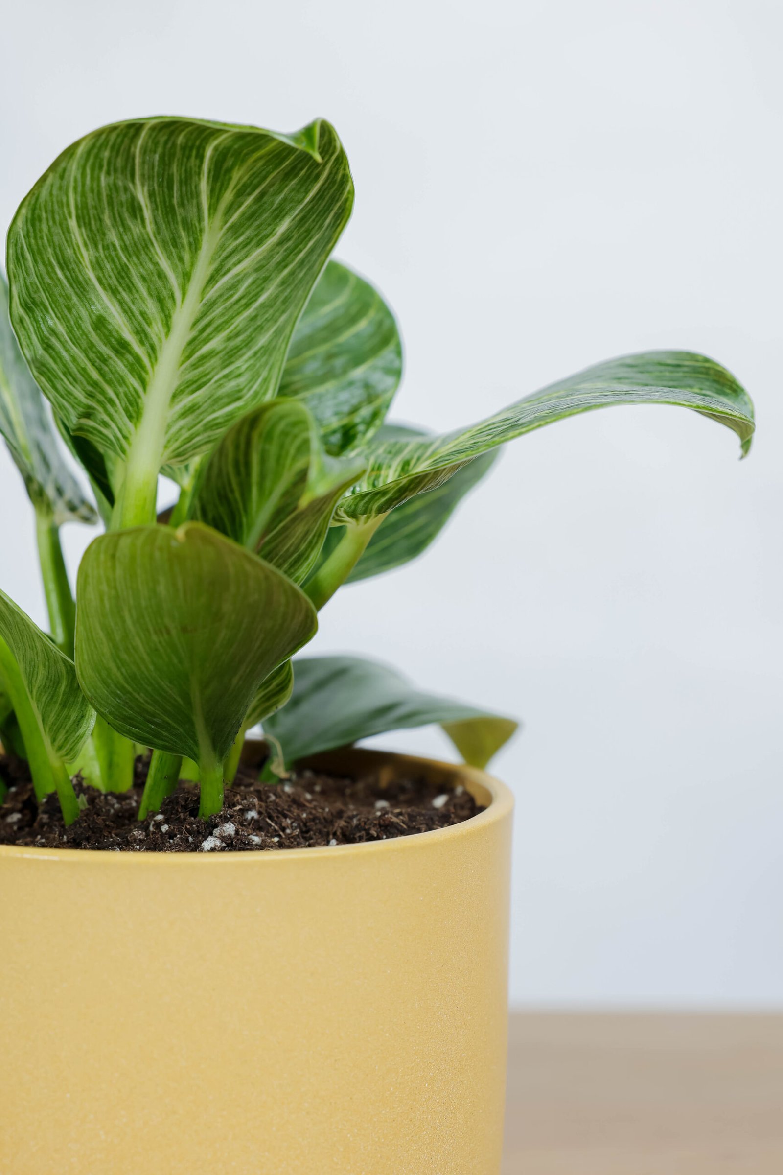 نبتة فيلوديندرون الاميرة الخضراء في اصيص سيراميك أصفر - الصورة 2