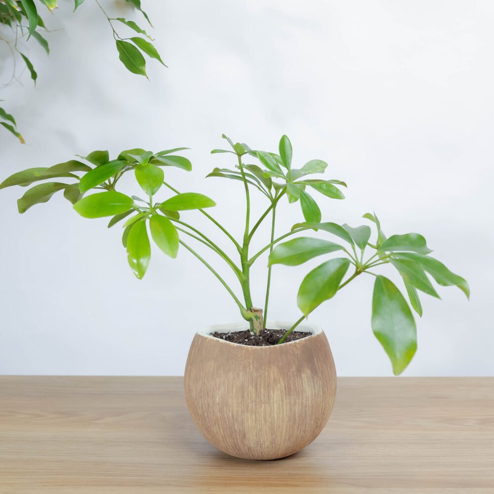 Shop Primary Image Shop Primary Image