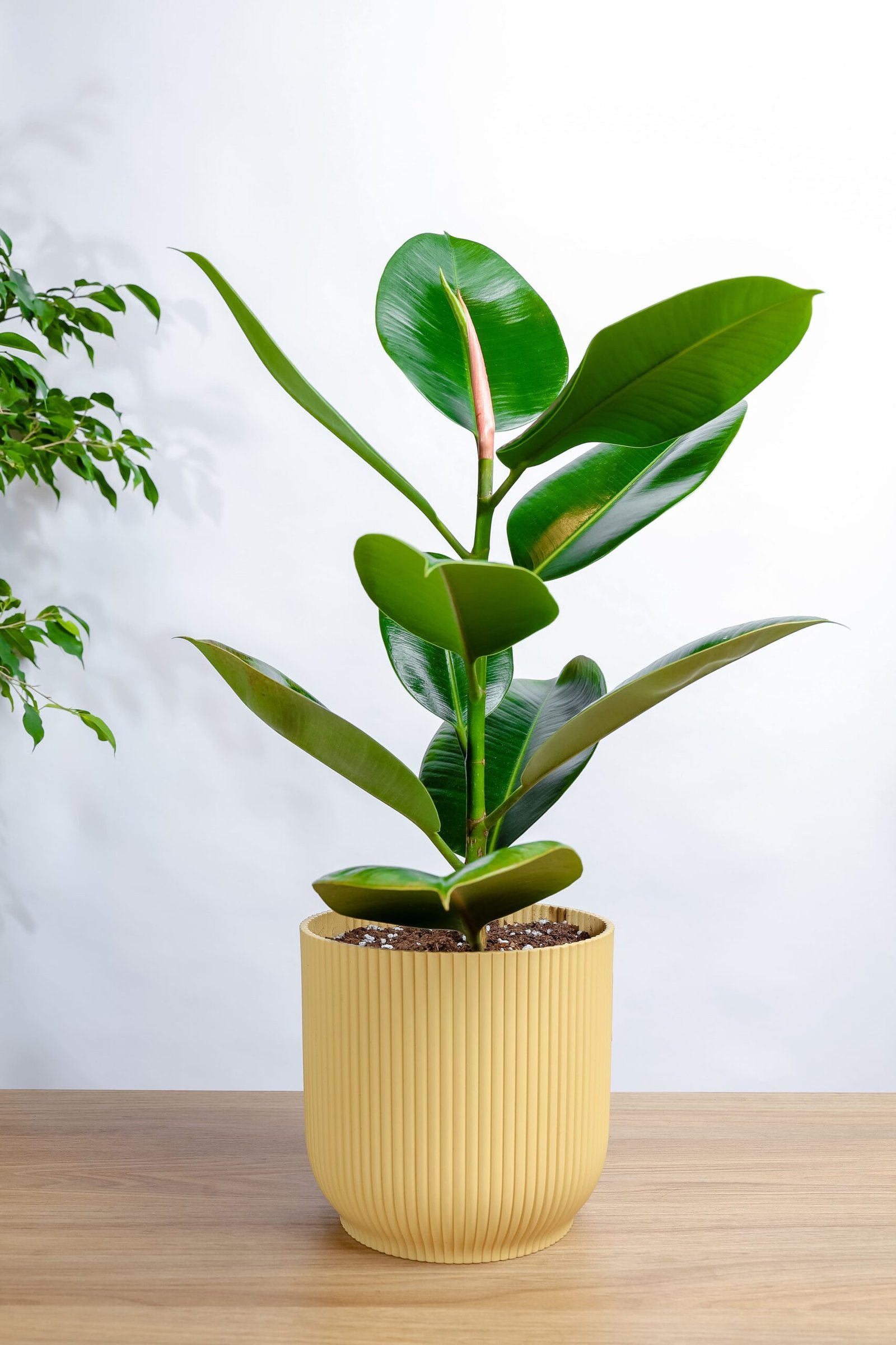 نبتة فيكس مطاط في مركن بلاستيك اصفر