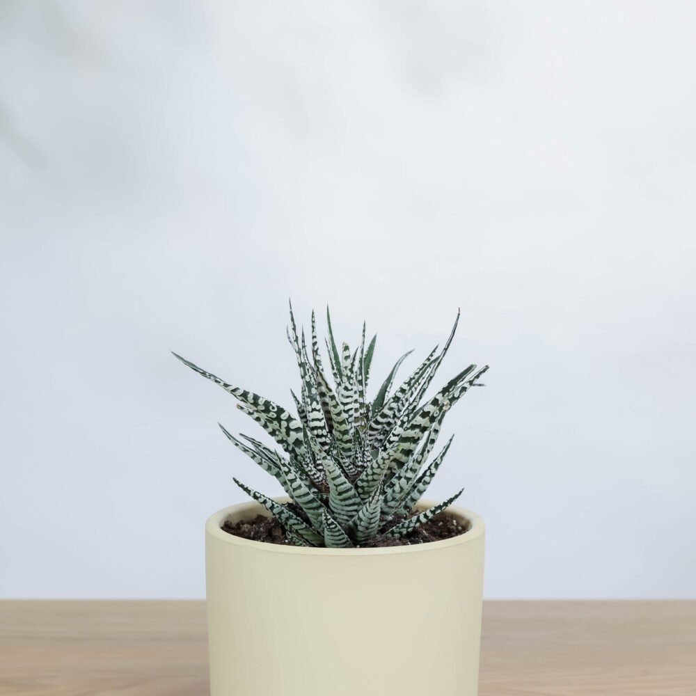 Shop Primary Image Shop Primary Image