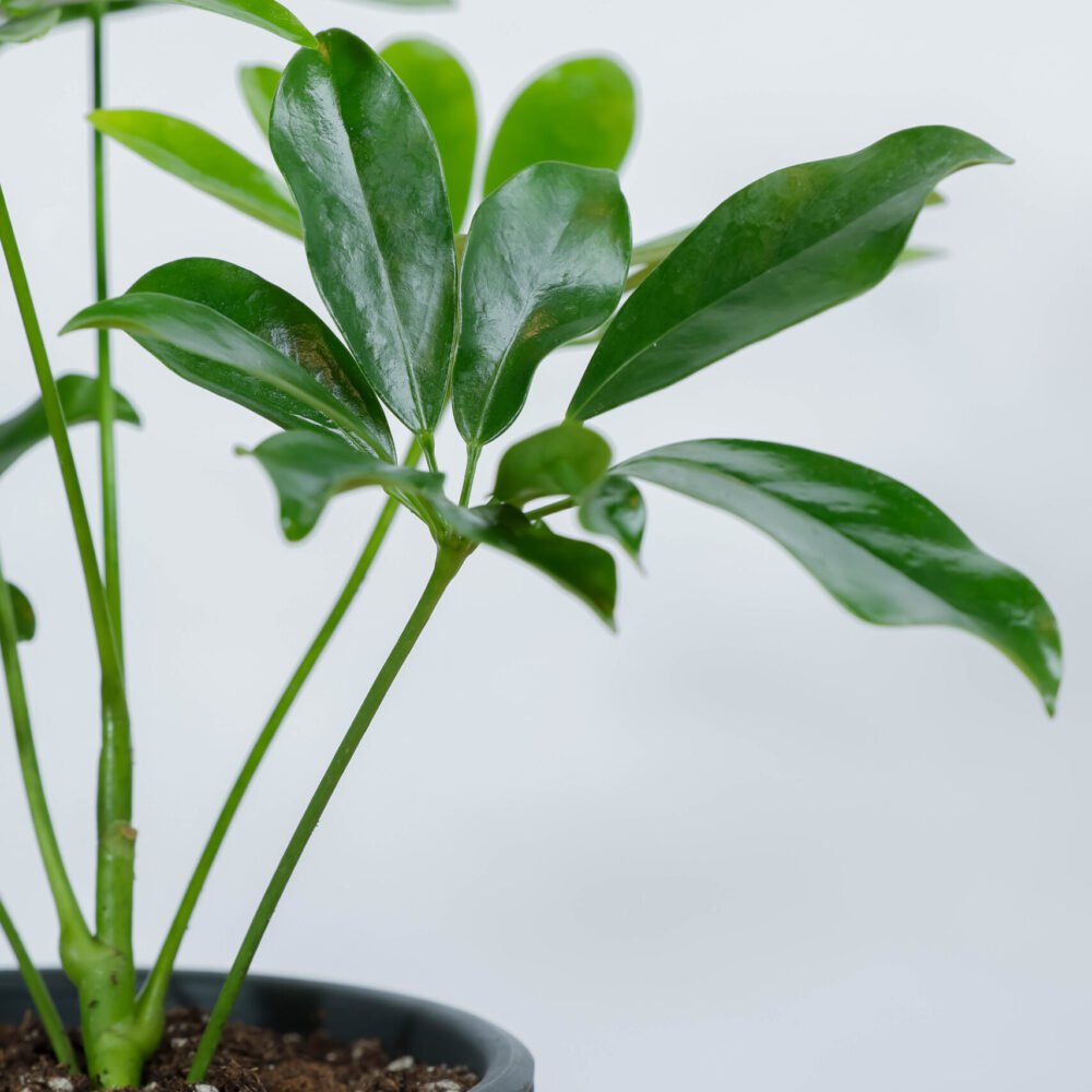 Shop Secondary Image Shop Secondary Image