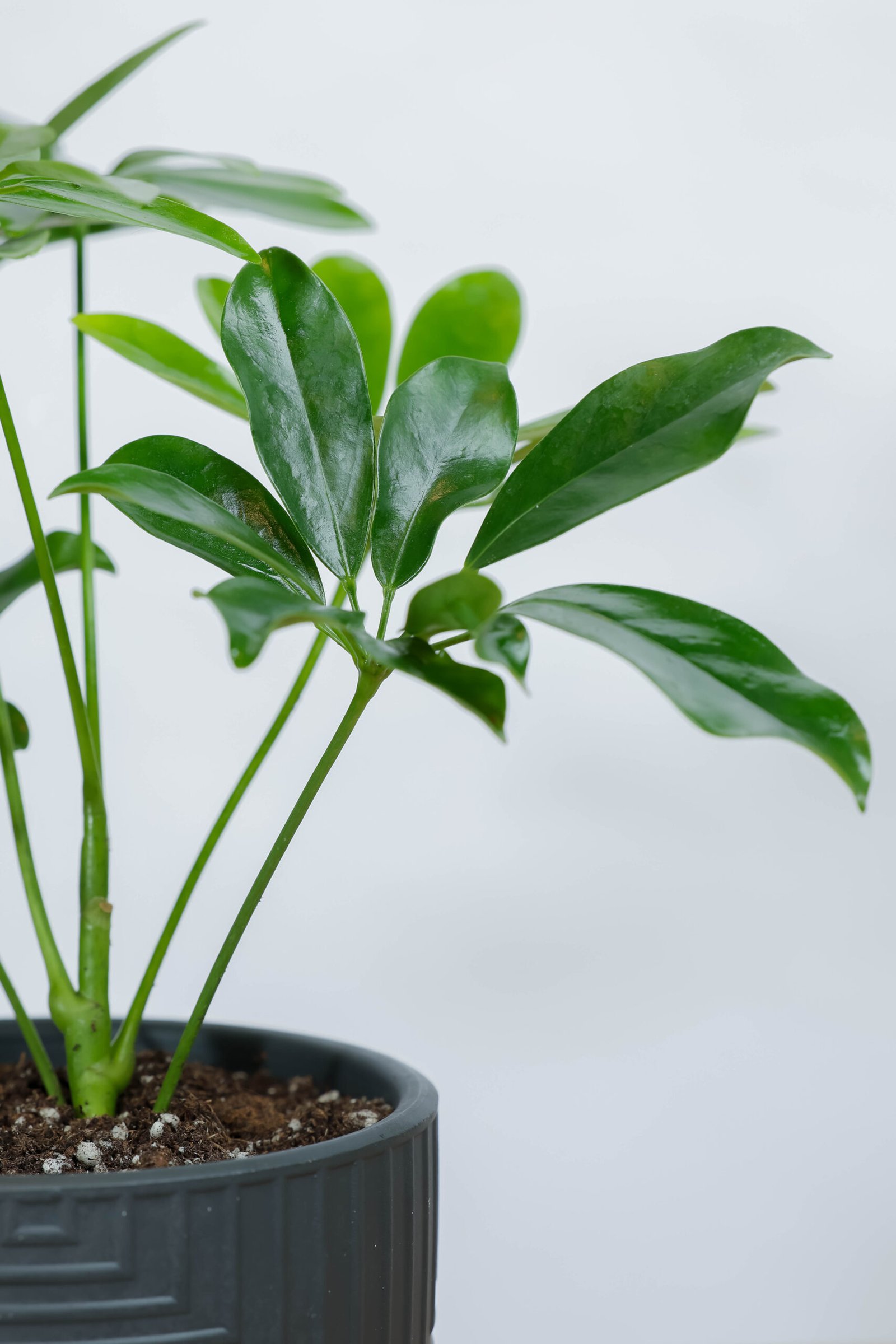 نبتة شفليرا في اصيص سيراميك ازرق داكن - الصورة 2