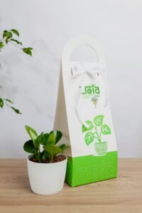 هديه نبته الببروميا من زريعة | نبتة آمنة وجميلة للمنازل والشركات