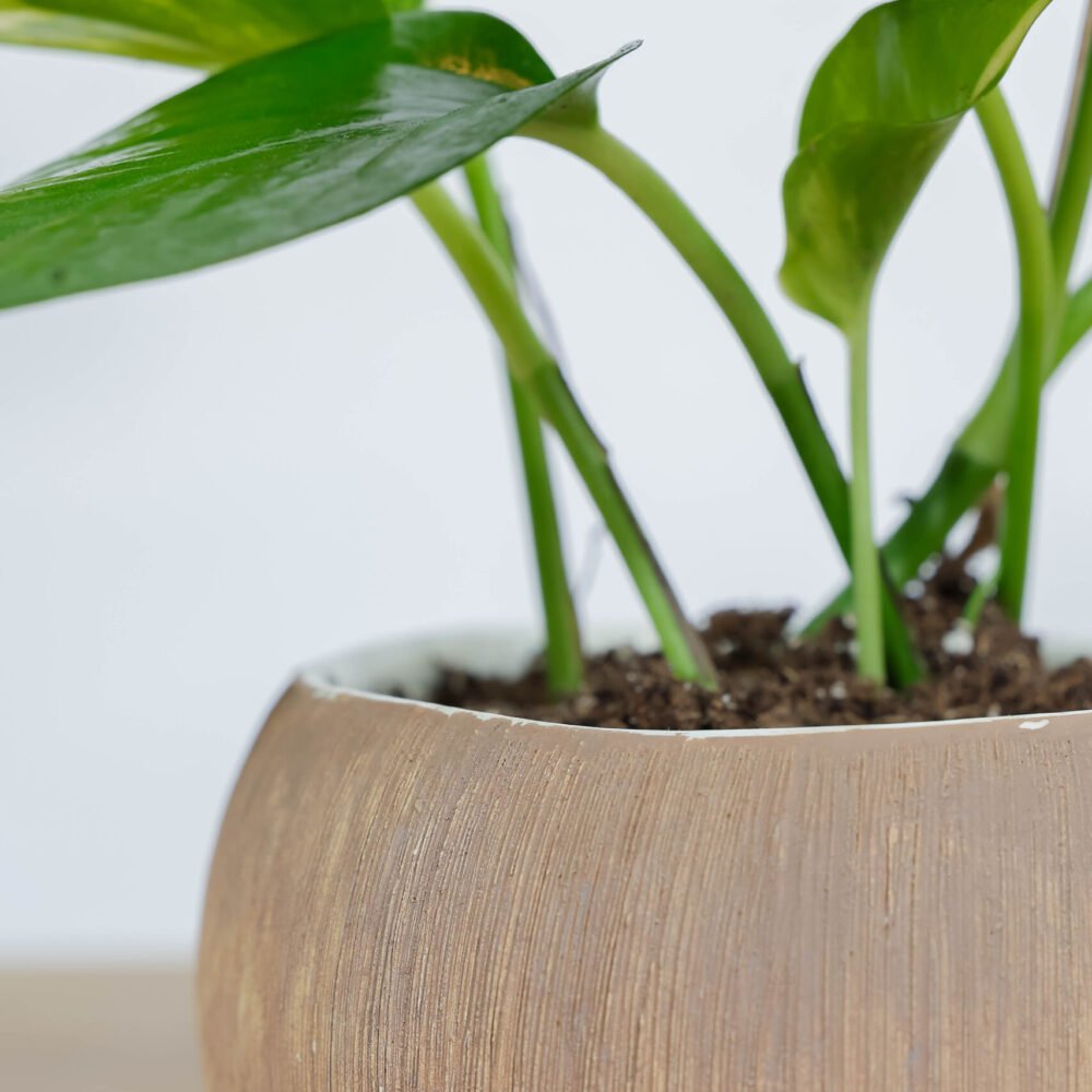 Shop Secondary Image Shop Secondary Image