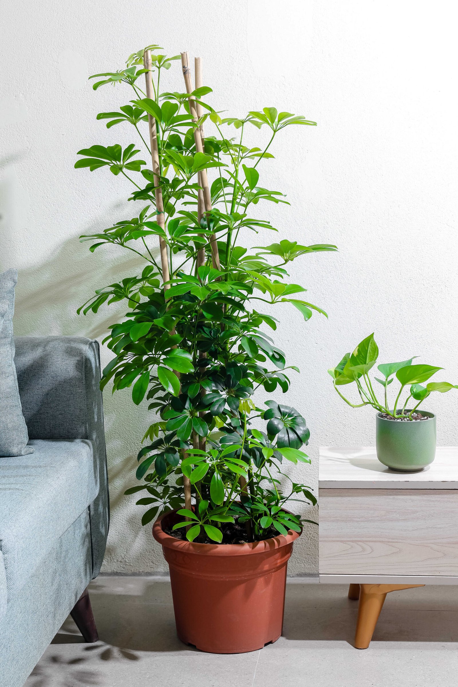 نبتة شفليرا 3 عود 37 سم