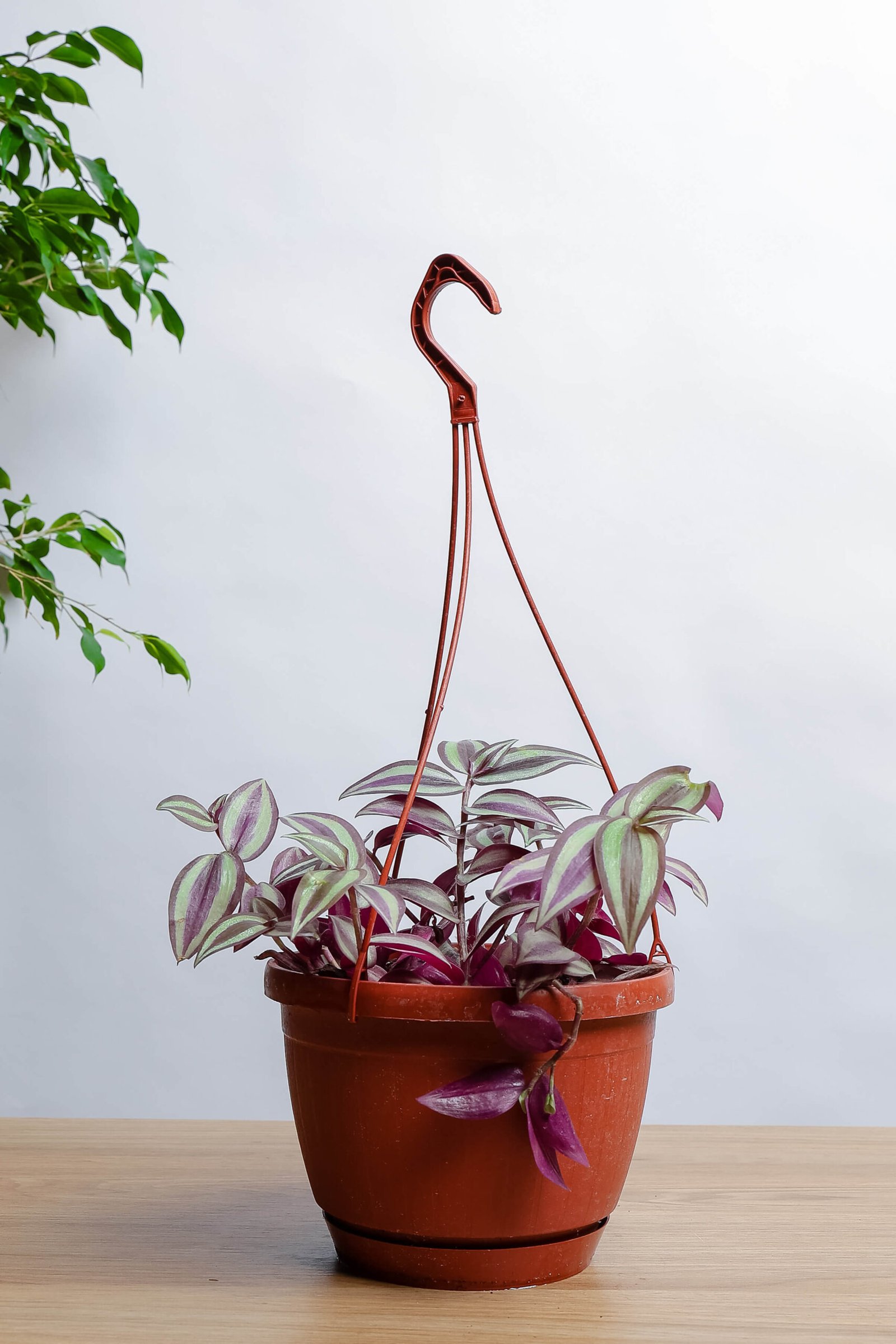 نبتة ترادسكانتيا ( المكحله ) علاقي 22 سم