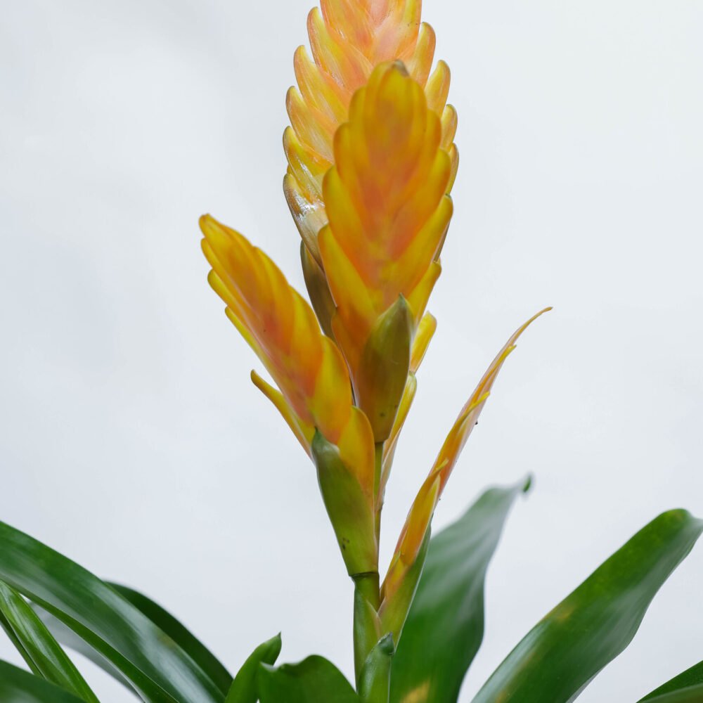 Shop Secondary Image Shop Secondary Image