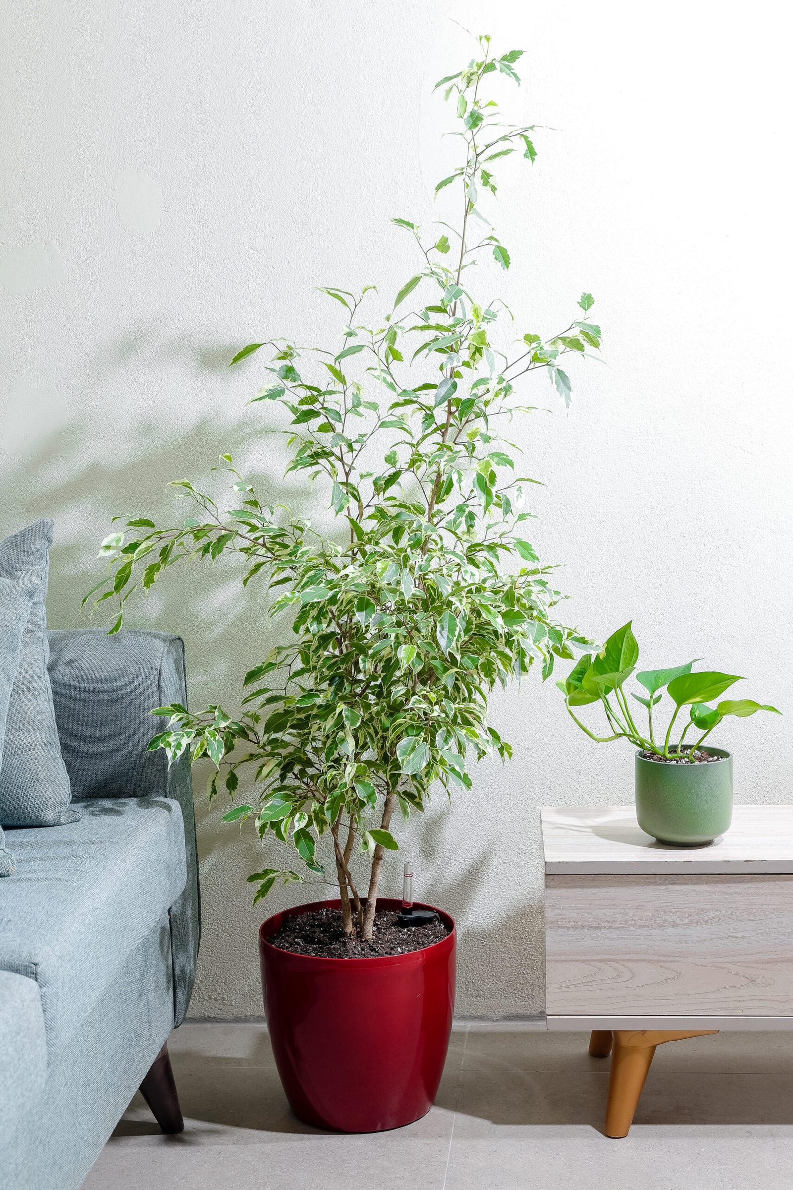 نبتة فيكس بنجامينا مبرقش في حوض ري ذاتي احمر