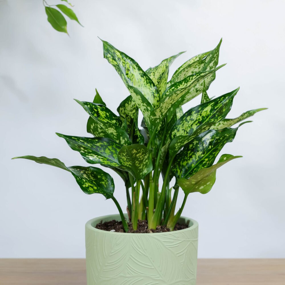 Shop Primary Image Shop Primary Image