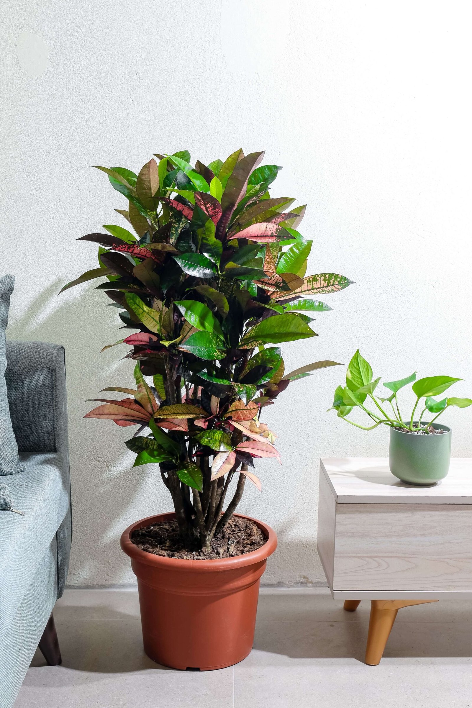 نبتة كروتون هولندي كبيره