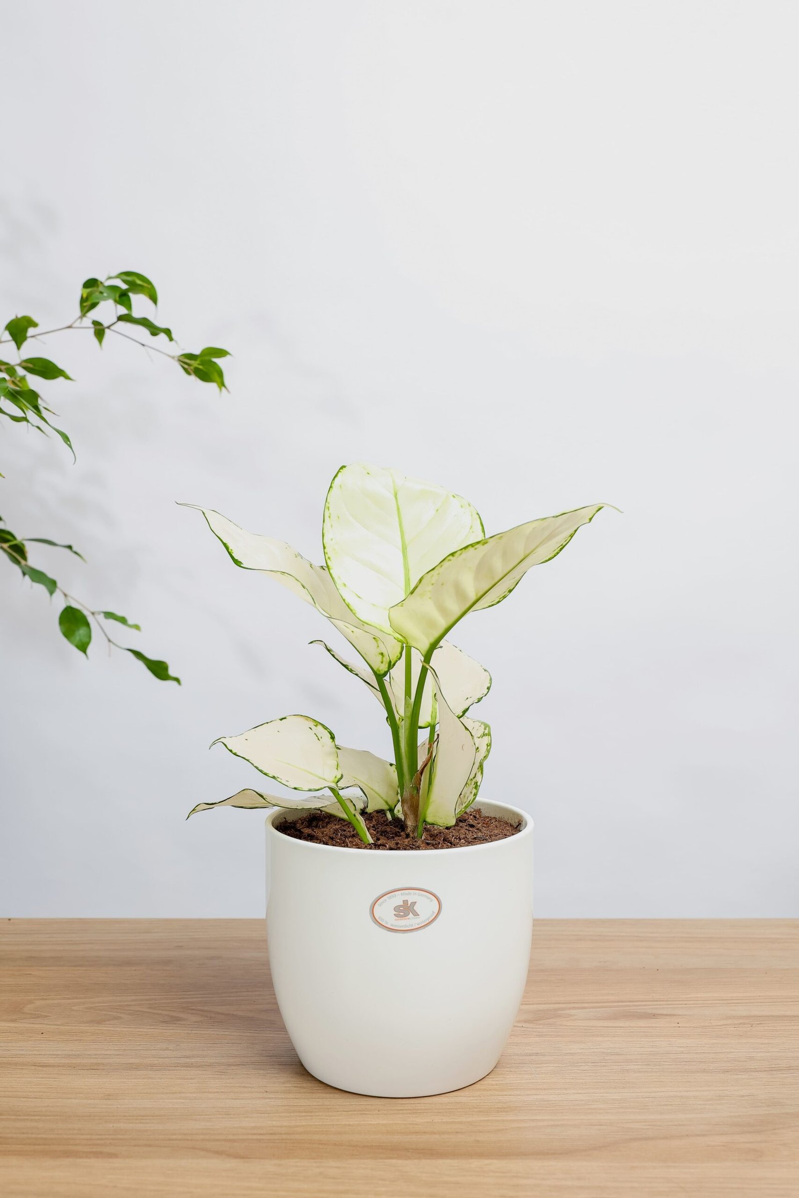 نبتة اجلونيما مبرقشه في حوض سيراميك ابيض