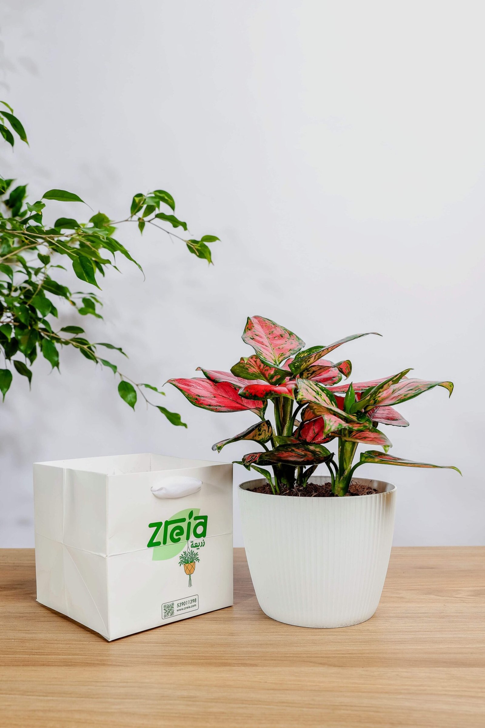 هدية نبتة اجلونيما وردي