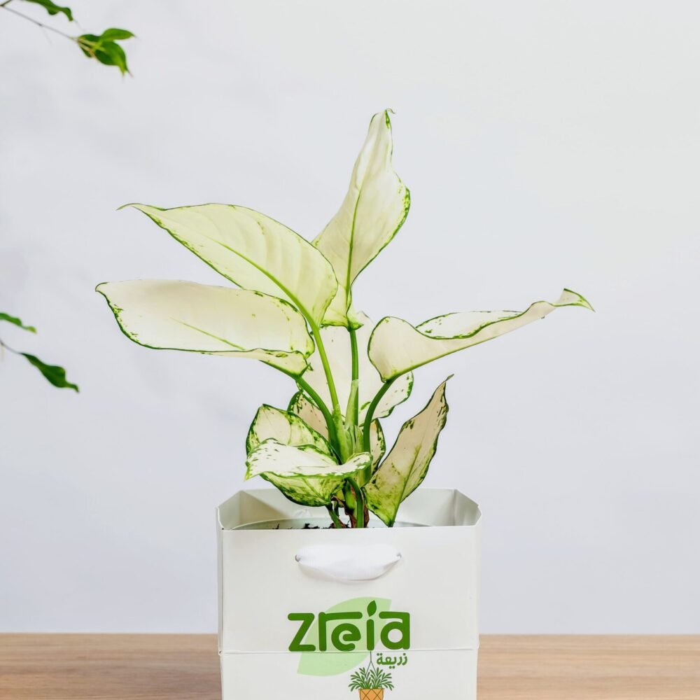 Shop Secondary Image