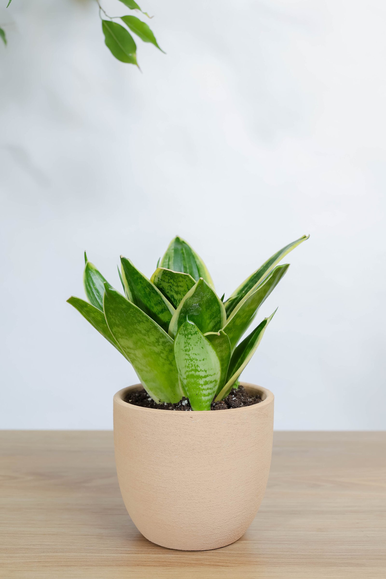 نبتة جلد النمر في اصيص فخار خشن برتقالي